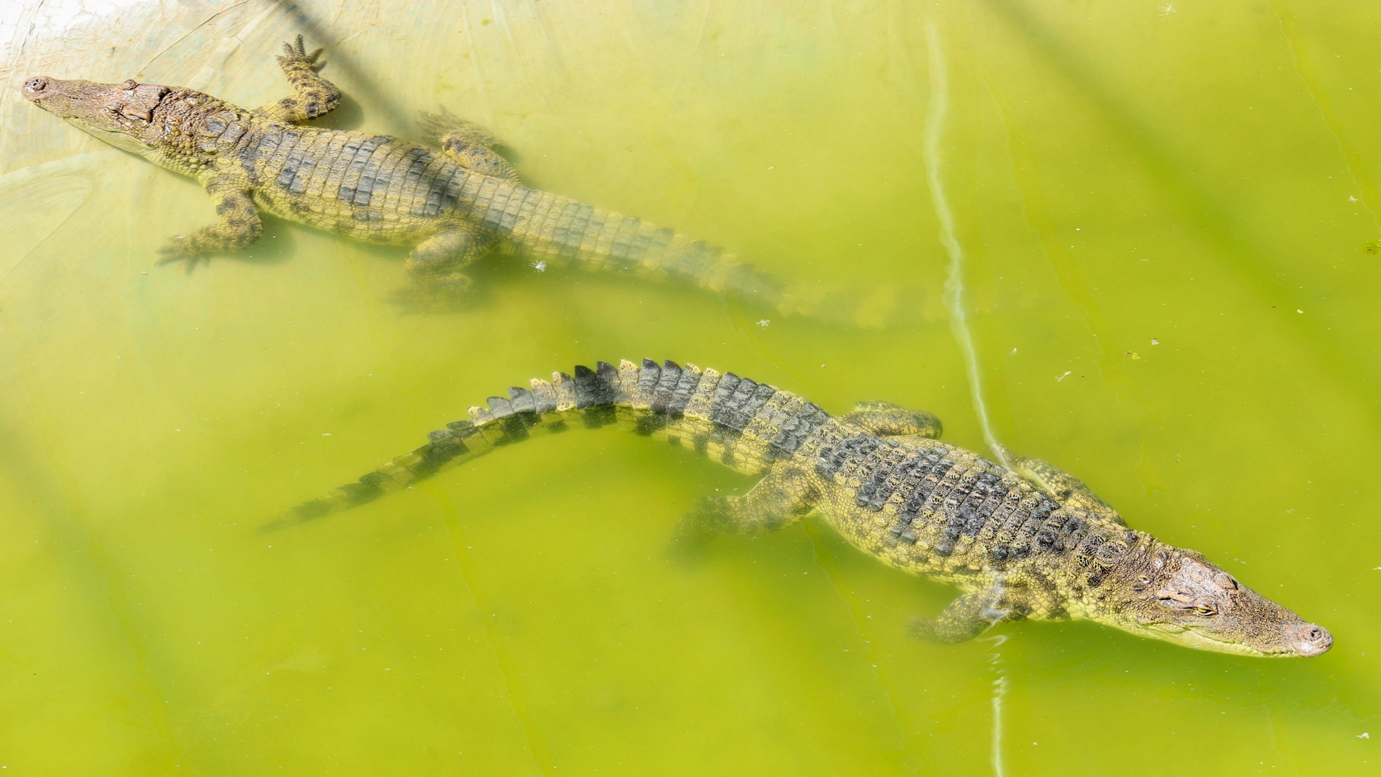 Zwei Krokodile treiben auf dem Wasser.