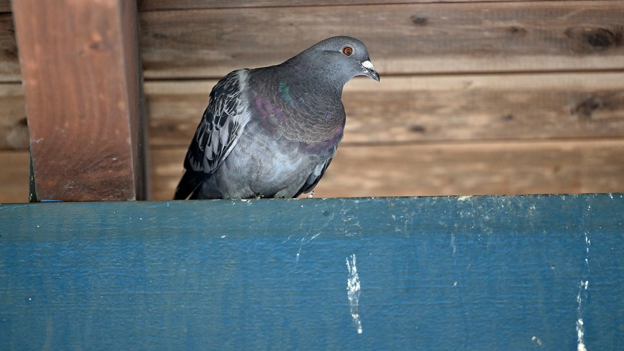 Am Bahnhof Hoffnungsthal in Rösrath haben sich Tauben breit gemacht. Sie sitzen auf dem Gestänge der Dachkonstruktion und sorgen für Schmutz.