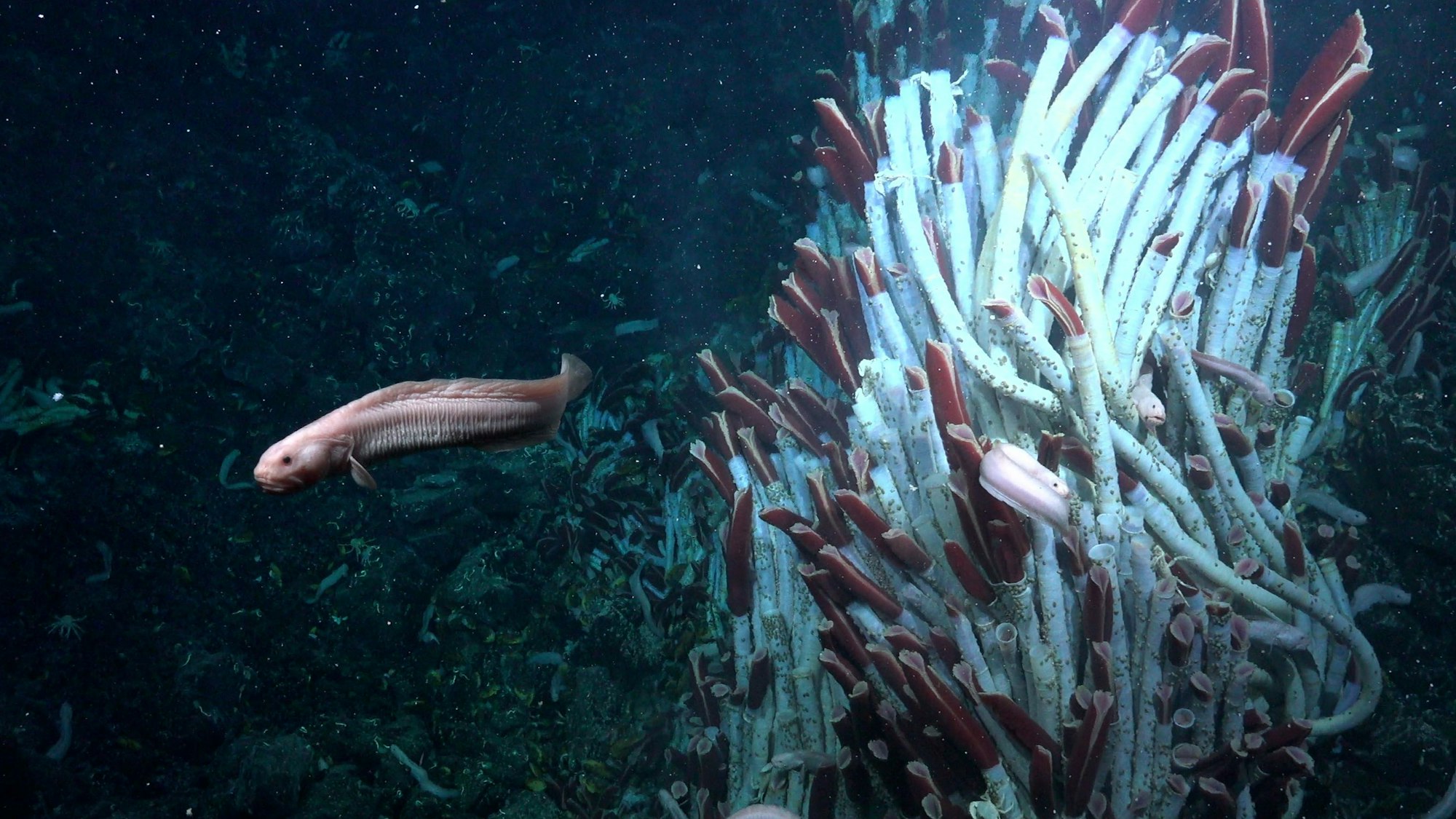Mehrere Röhrenwürmer tummeln sich im Pazifik in der Nähe eines Unterwasservulkans. Forscher haben dort neue Lebewesen unter der Vulkankruste entdeckt. Eine wissenschaftliche Sensation.