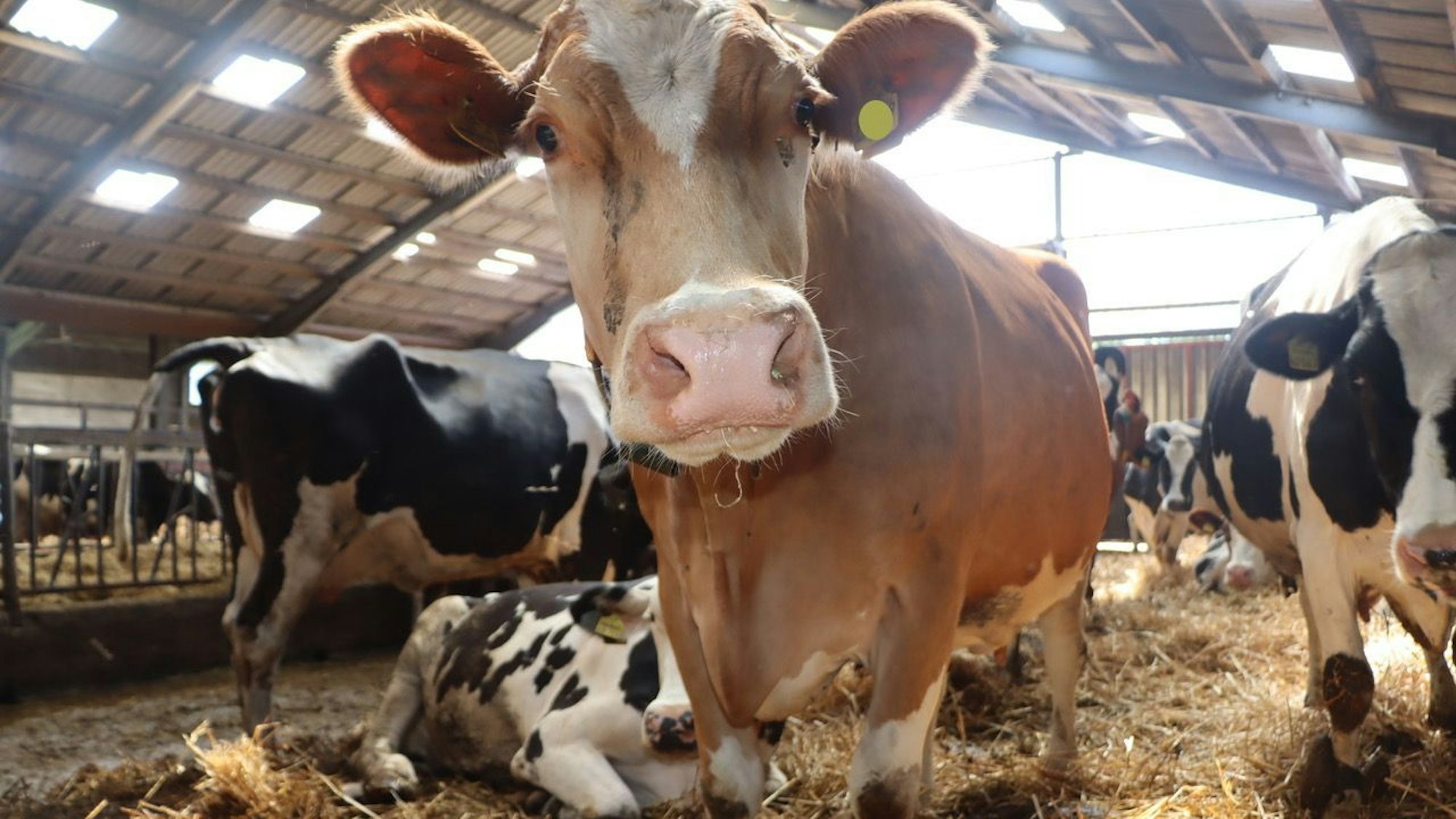 Auf einem strohbedecktem Boden stehen und liegen die Kühe im Stall.