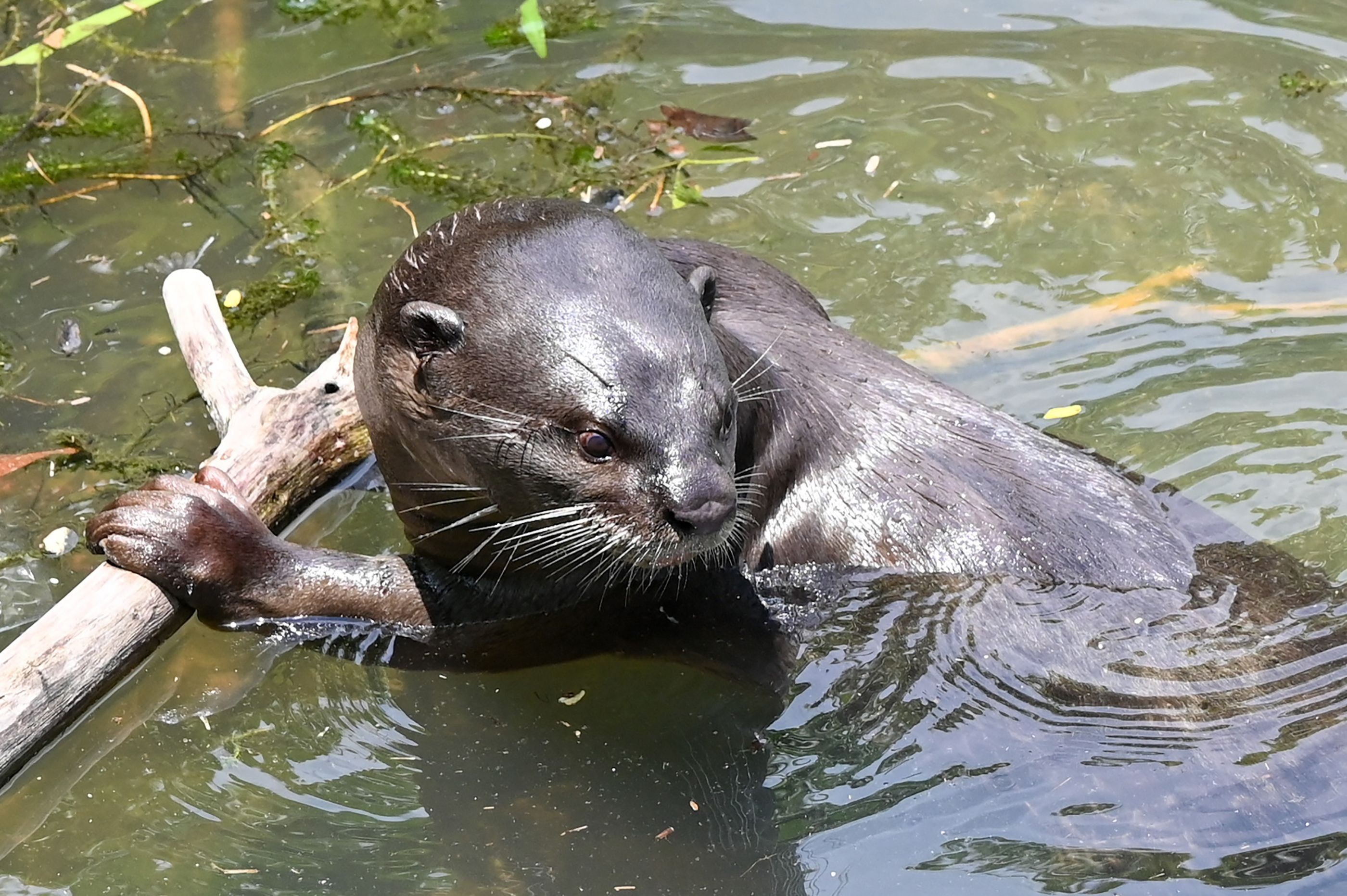 Ein Otter in einem Fluss.
