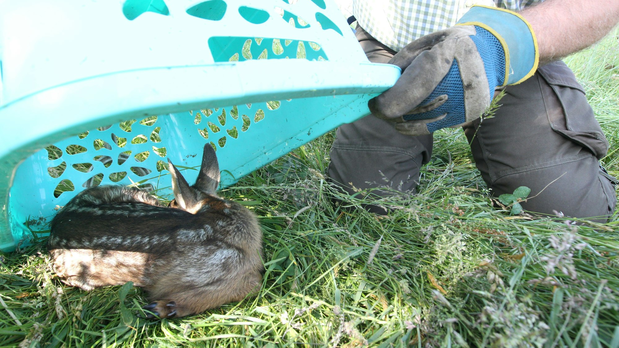 Ein Helfer stülpt einen Wäschekorb über ein Rehkitz auf einem Feld.