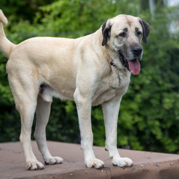 Ein Hund der Rasse Kangal steht am 07.06.2017 im Tierheim Stuttgart (Baden-Württemberg) in seinem Gehege.