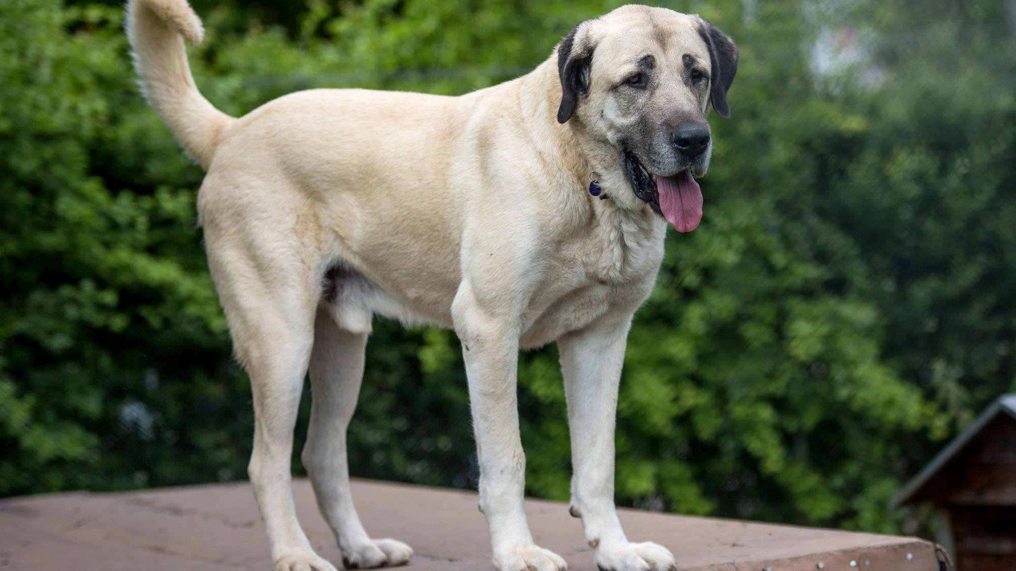 Ein Hund der Rasse Kangal steht am 07.06.2017 im Tierheim Stuttgart (Baden-Württemberg) in seinem Gehege.