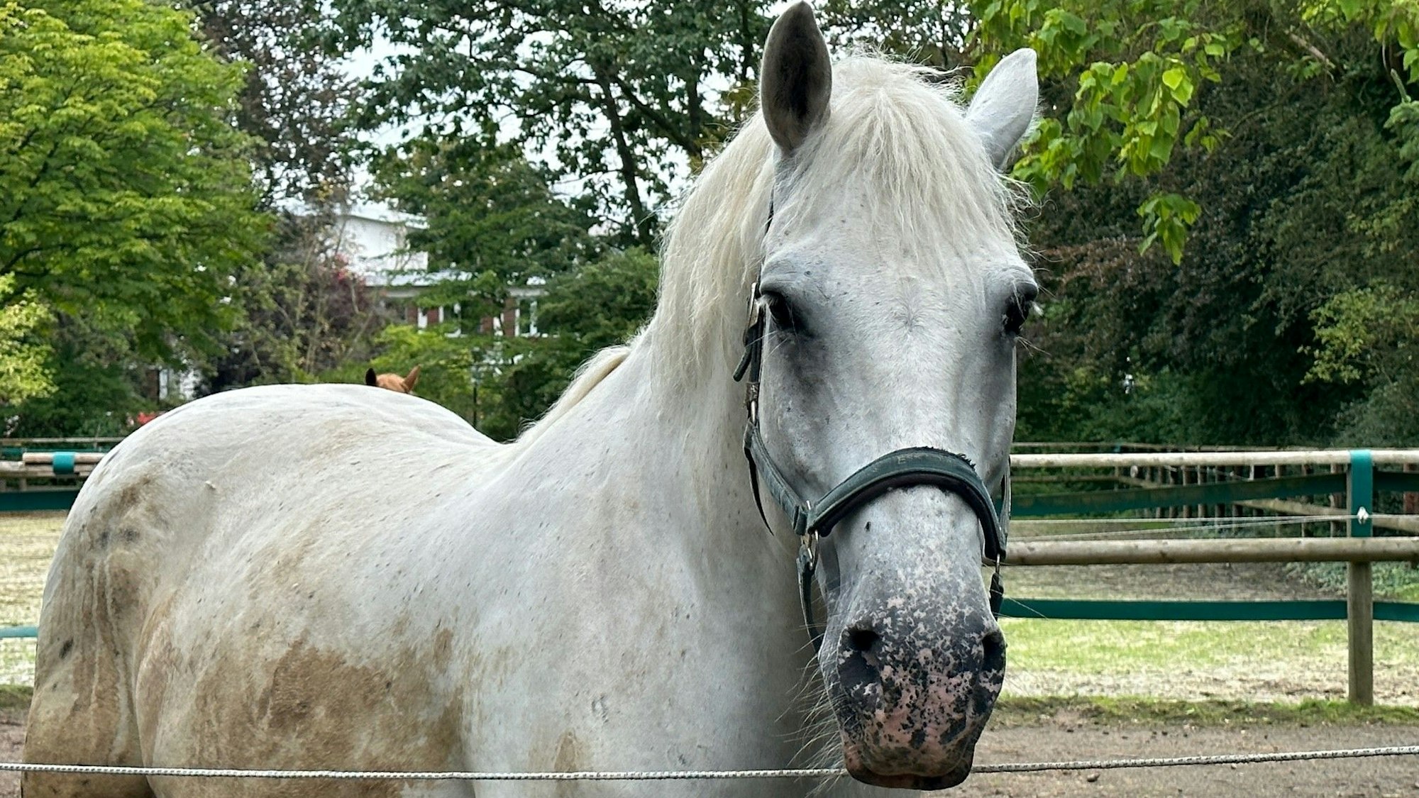 Auf dem Gelände der Diakonie Michaelshoven gibt es schon einige Pferde.
