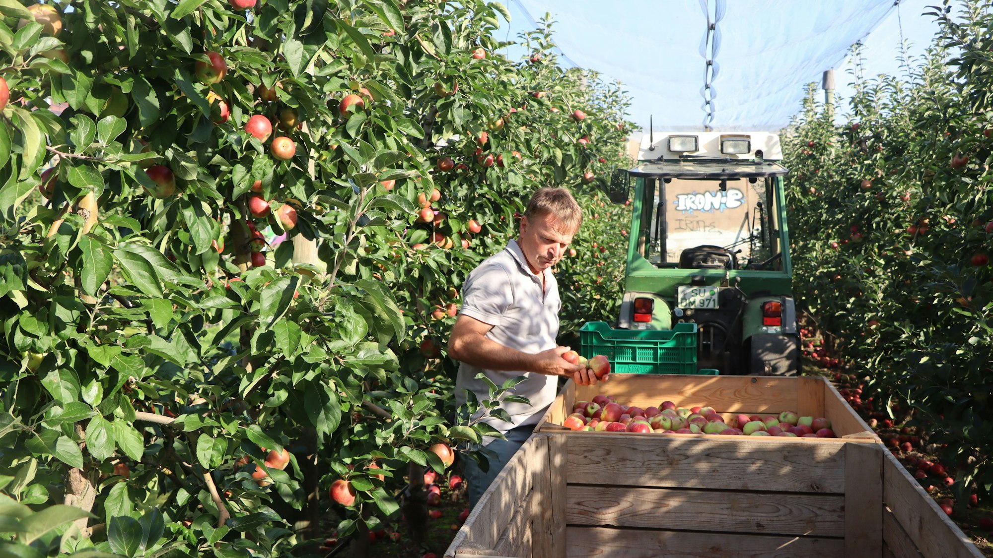 Ein Mann steht zwischen Apfelbäumen und legt die gepflückten Äpfel in eine Kiste.