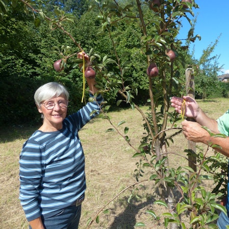 Eine Frau und ein Mann bringen gelbe Bänder an einem Obstbaum an.