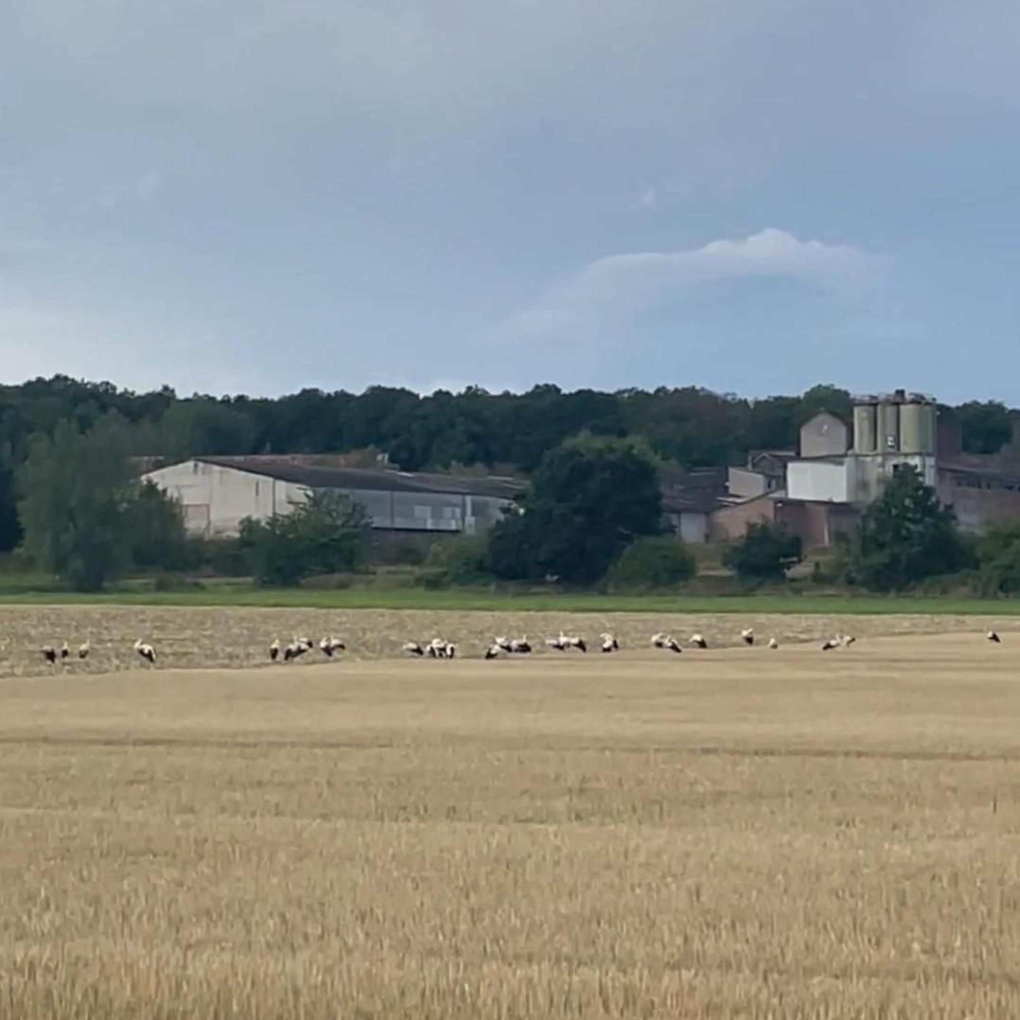 Störche auf einem Feld bei Firmenich