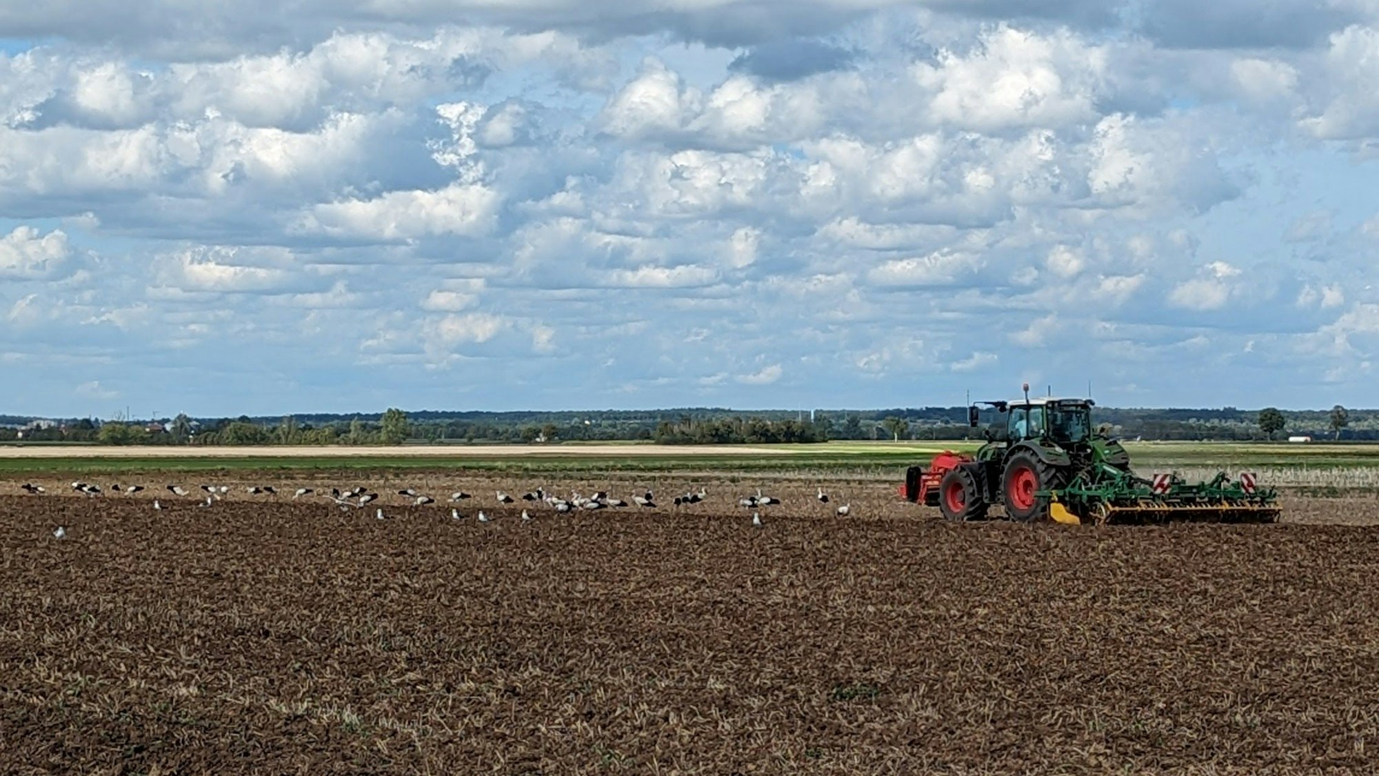 Störche auf einem Feld bei Swisttal