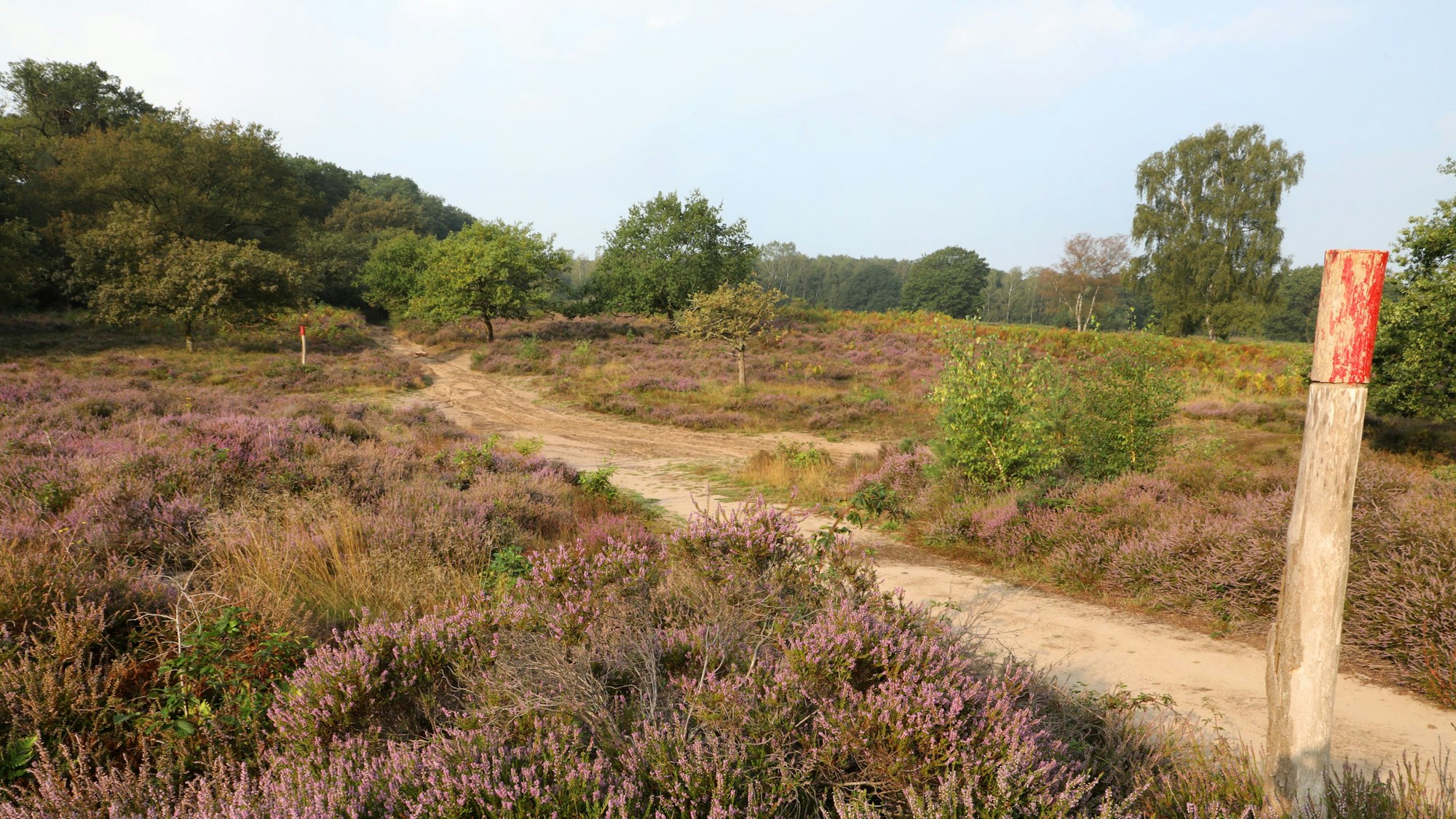 Die Heide blüht rund um den Fliegenberg und am Telegraphenberg in der Wahner Heide