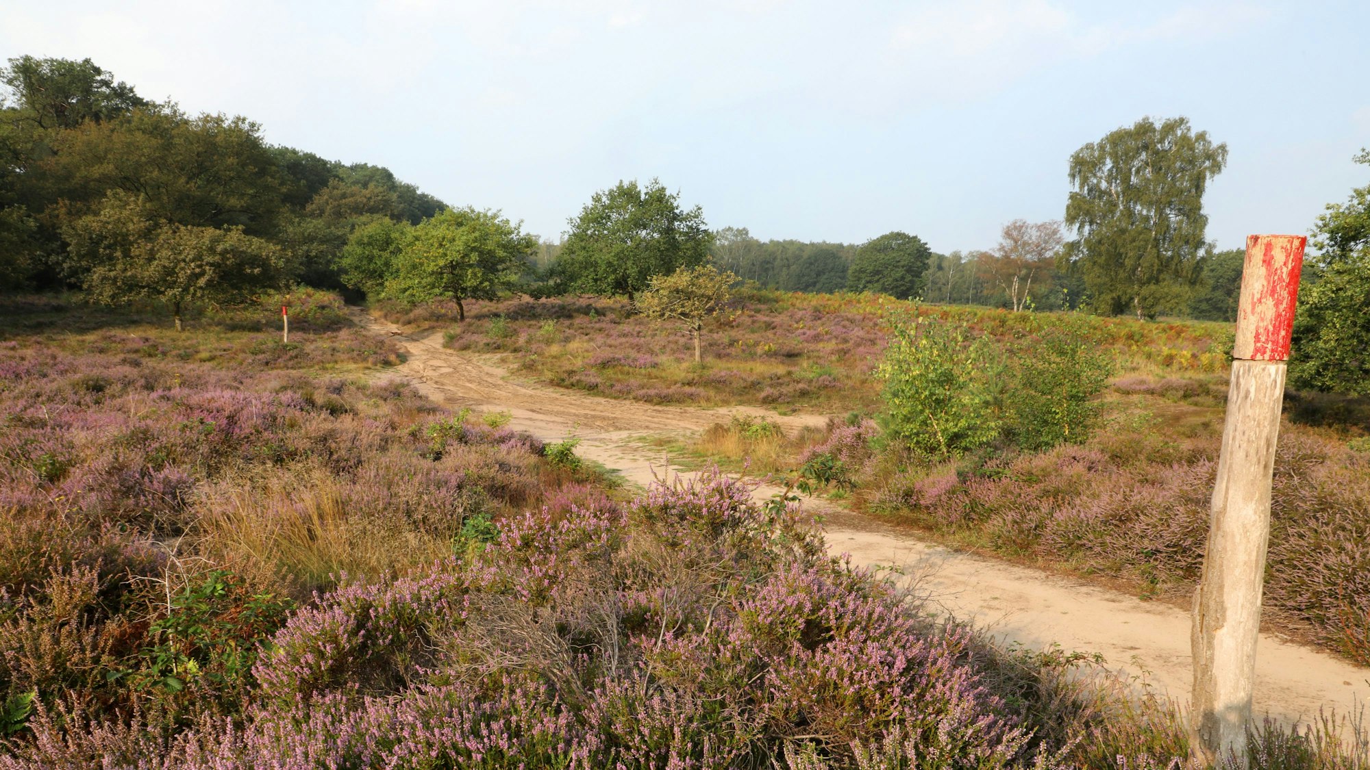 Die Heide blüht rund um den Fliegenberg und am Telegraphenberg in der Wahner Heide