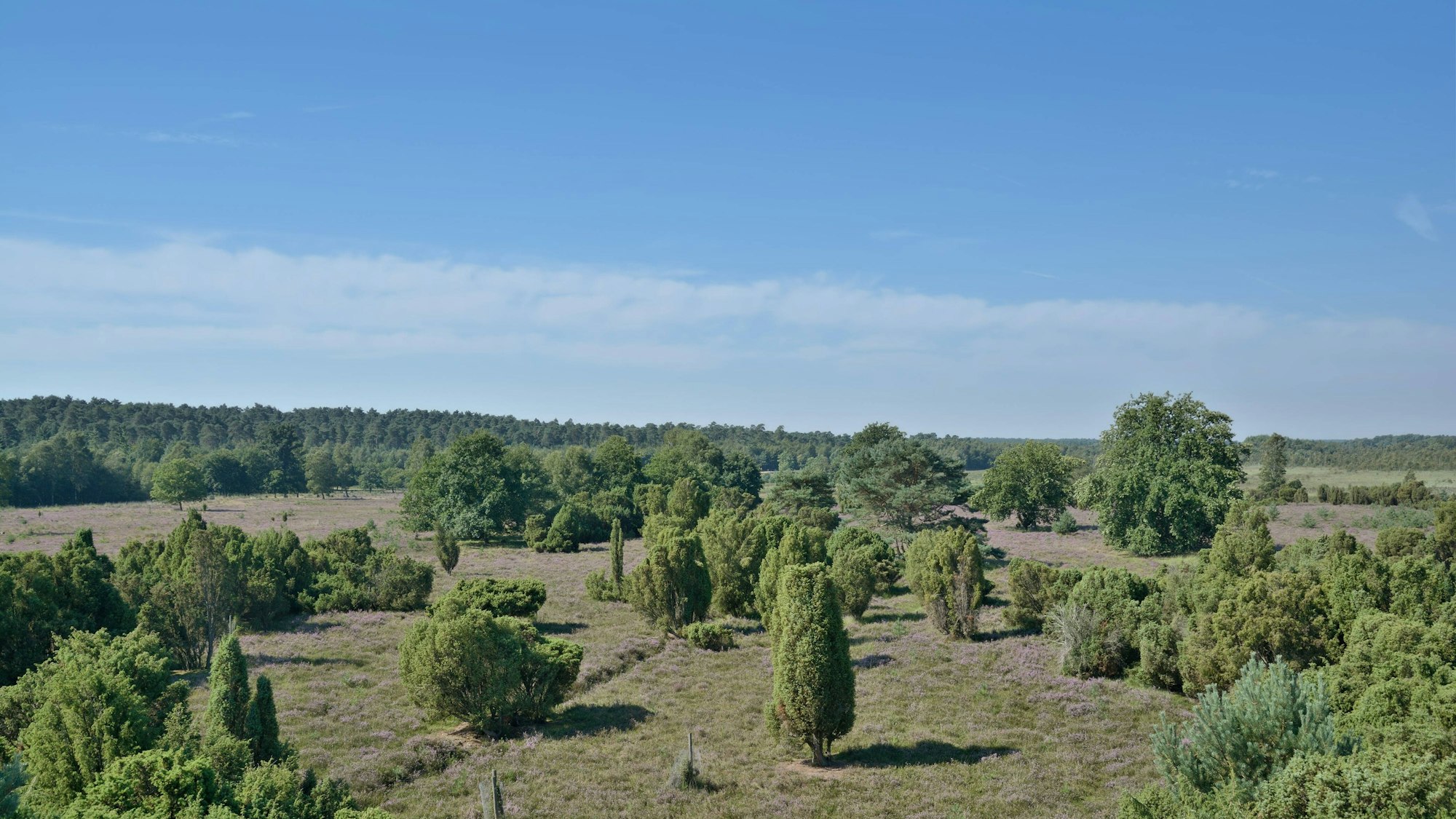 Wacholderheide im Naturschutzgebiet Elmpter Schwalmbruch