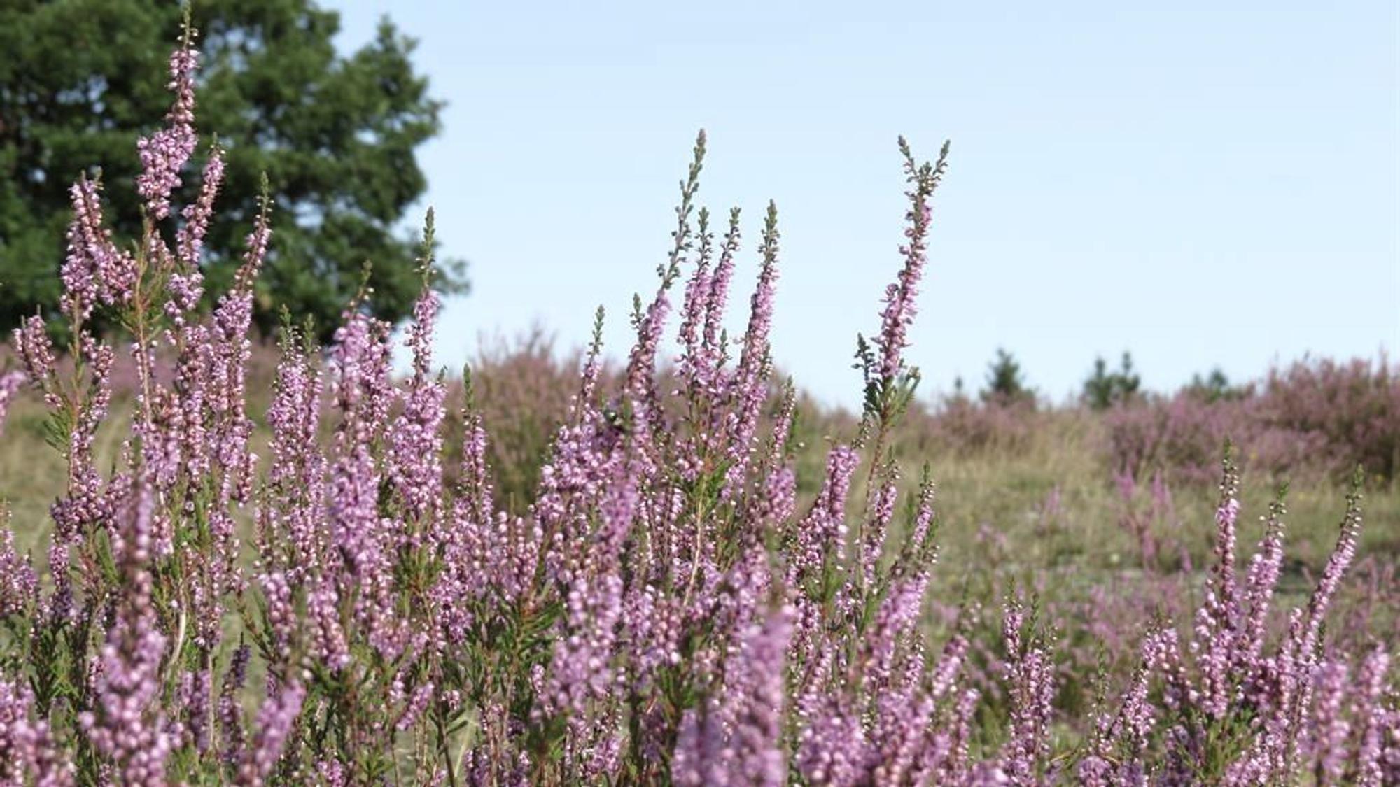 Eifel Traumfad Wacholderheide