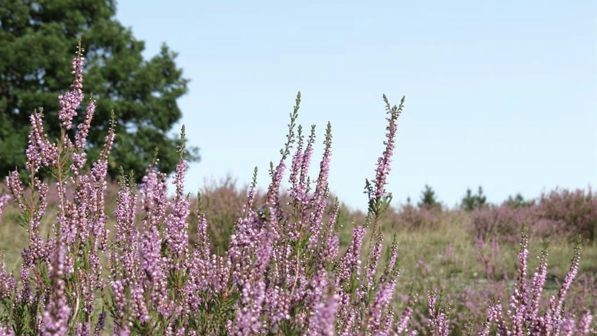 Die Heide blüht in der Eifel auf dem Traumpfad Wacholderweg