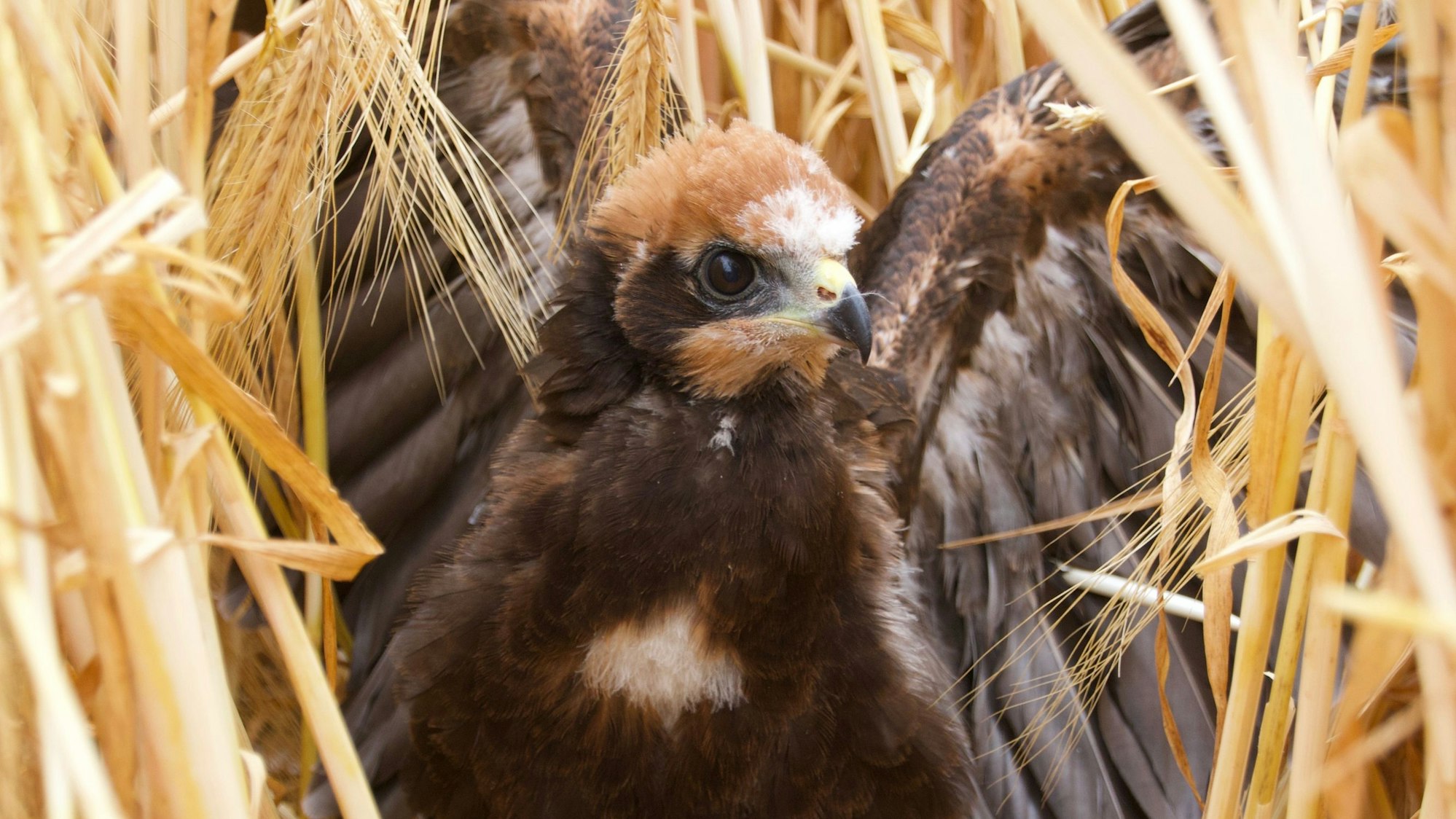 Das Bild zeigt eine junge Rohrweihe im Nest.