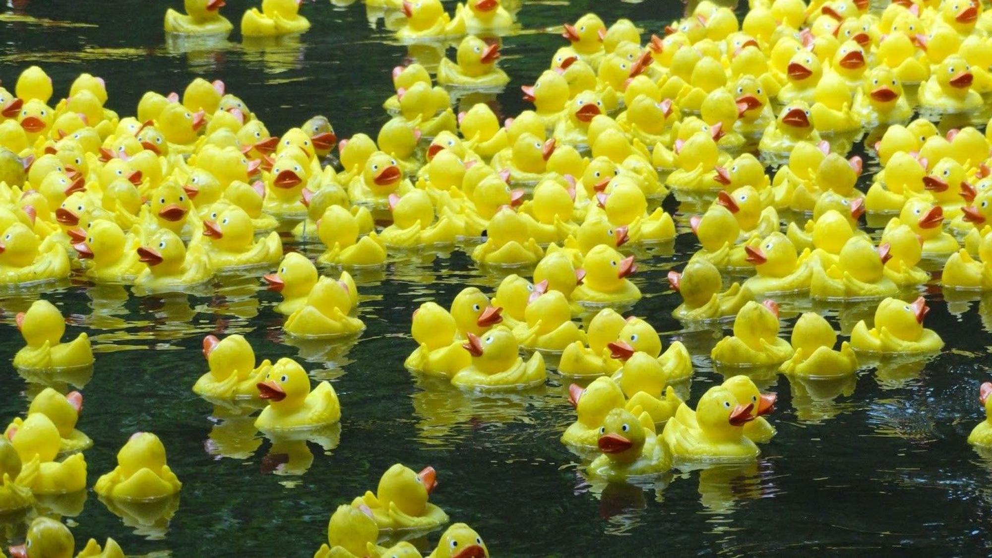 Jede Menge gelber Quietscheenten treiben auf dem Wasser.