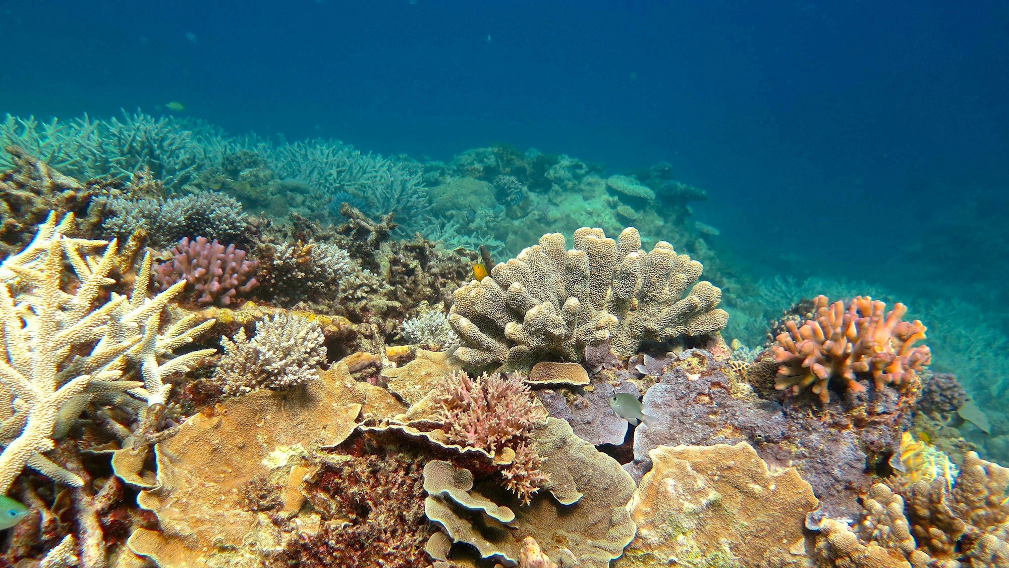 Korallen im Great Barrier Reef werden von türkis schimmerndem Wasser umspült. In den bunten Korallen verstecken sich einige Fische. (Symbolbild)