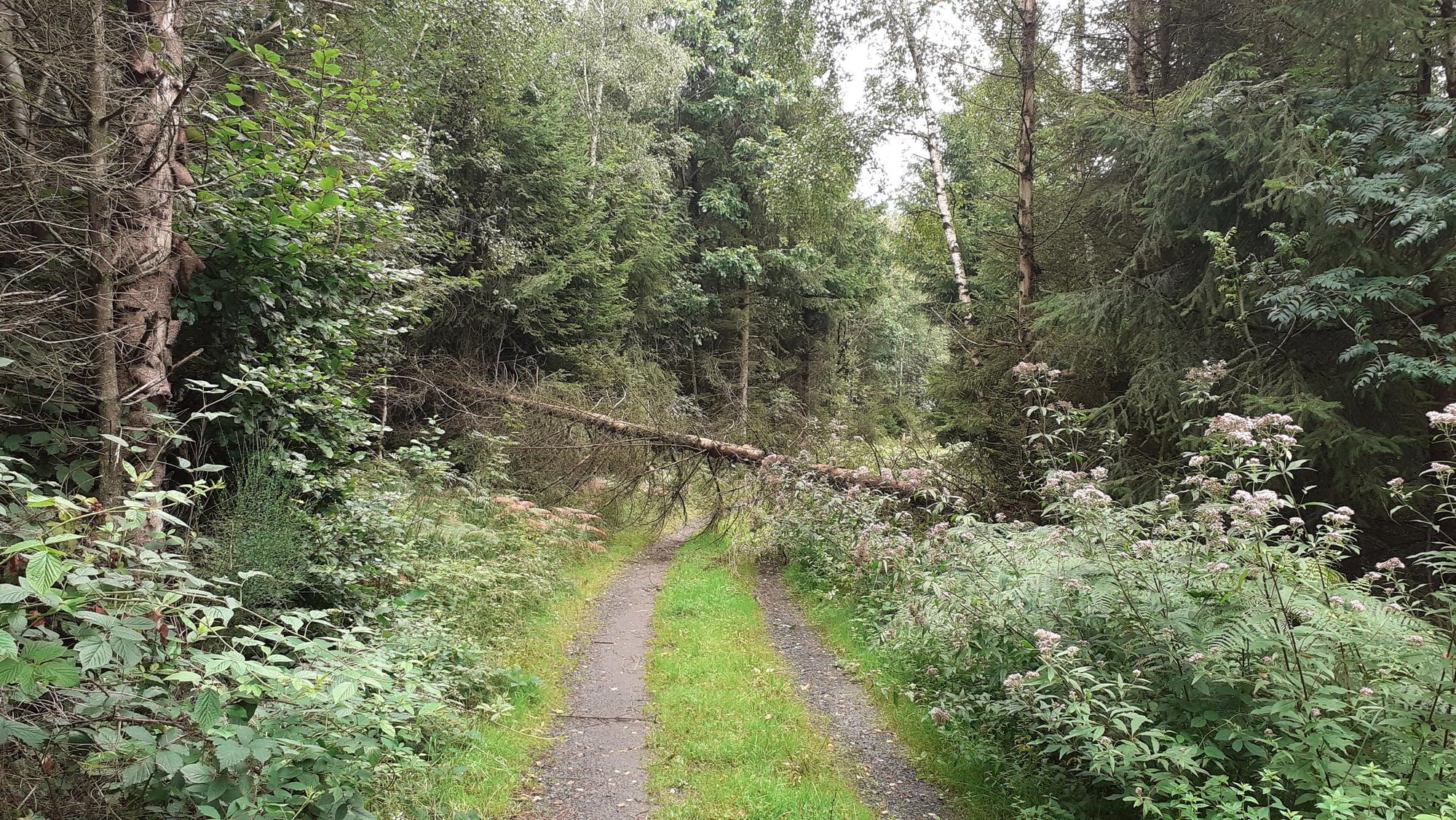 Ein dicht bewachsener, schmaler Waldweg. Eine Fichte ist umgestürzt und blockiert den Weg.