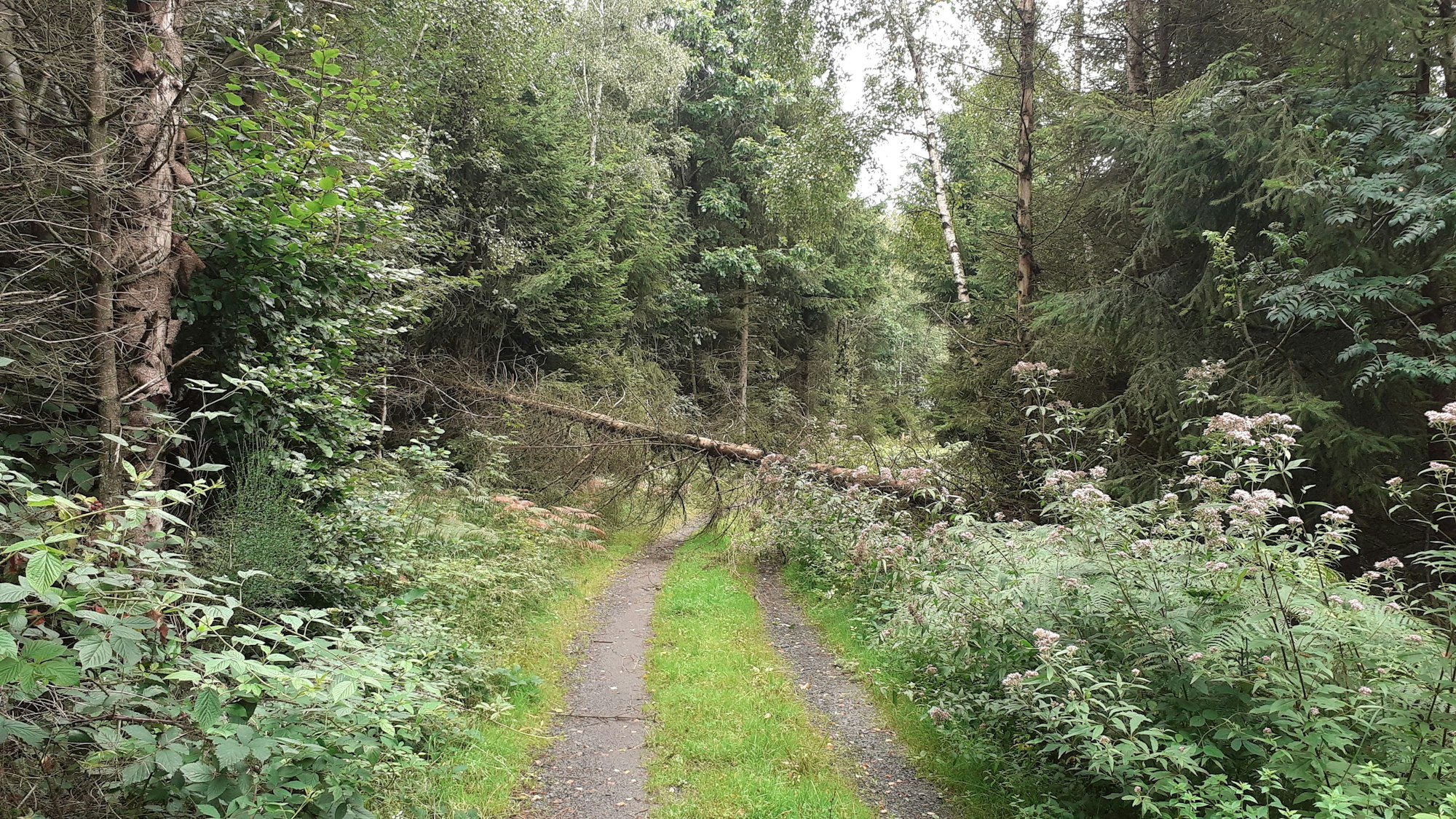 Ein dicht bewachsener, schmaler Waldweg. Eine Fichte ist umgestürzt und blockiert den Weg.
