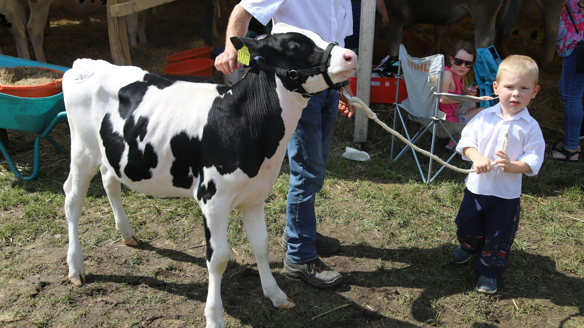 Der drei Jahre alte Tim führte sein schwarz-weißes Kalb Gelia an einem Halfter vor.
