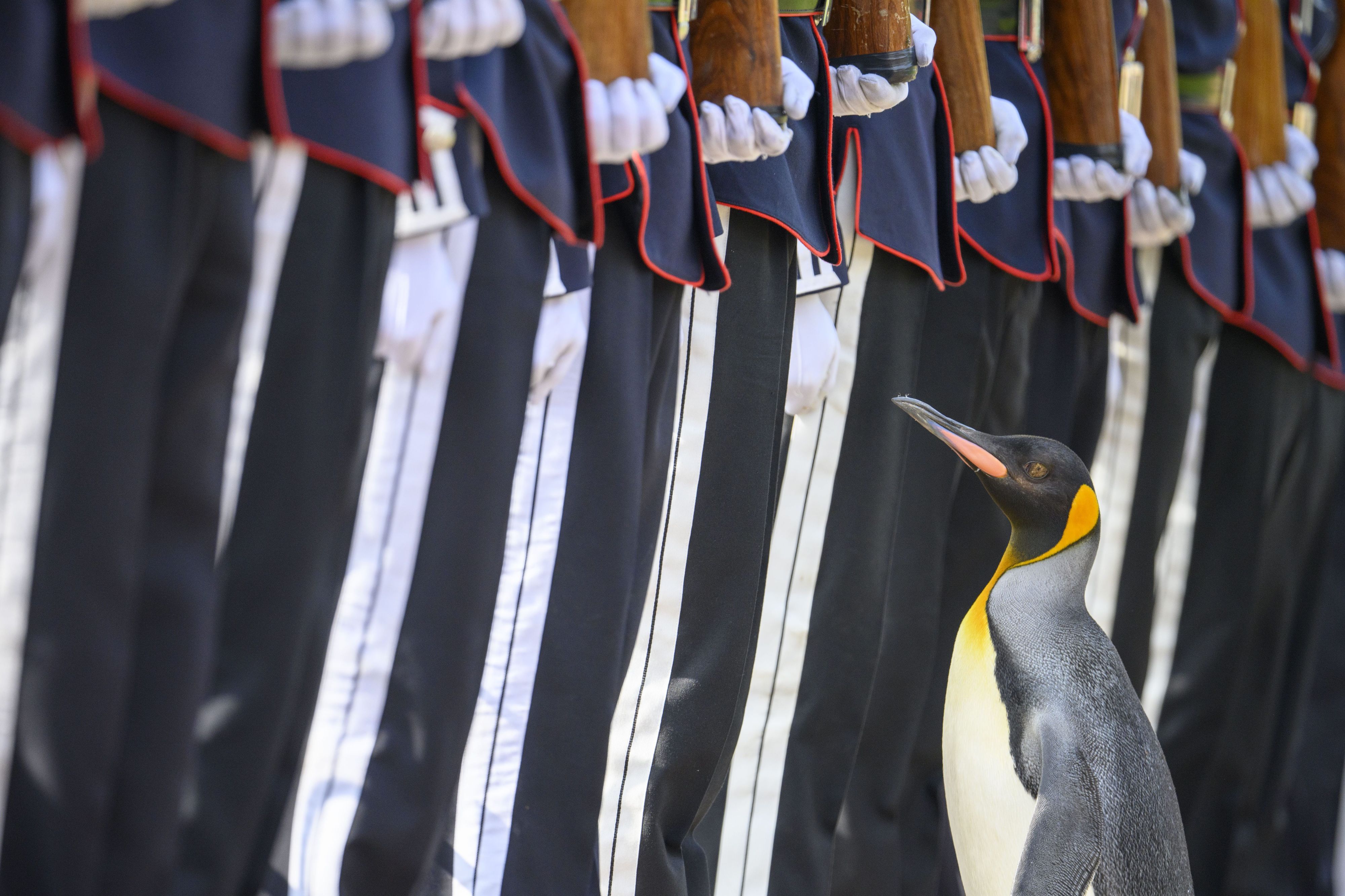 Ein Königspinguin steht vor uniformierten Menschen, die Gewehre geschultert haben.