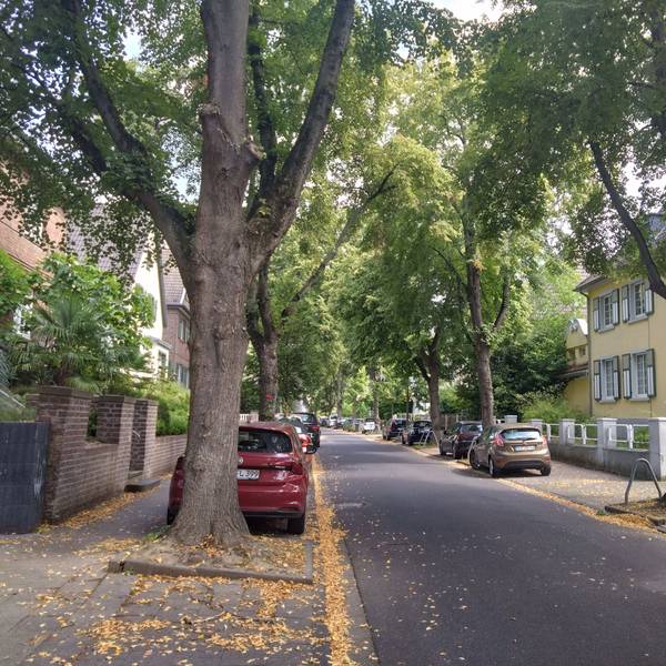 Das Bild zeigt eine Allee mit mehreren Wohnhäusern in Bergheim.