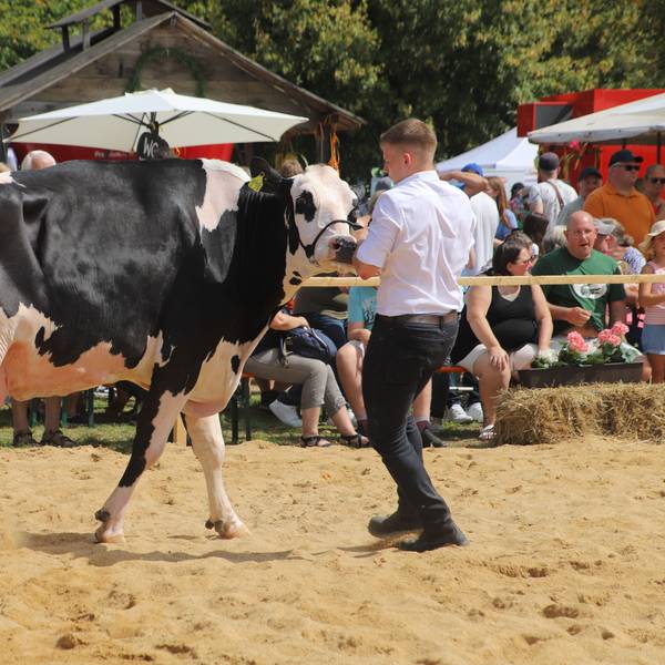 Ein Mann führt eine schwarz-weiße Kuh während der Kreistierschau über eine Sandfläche.