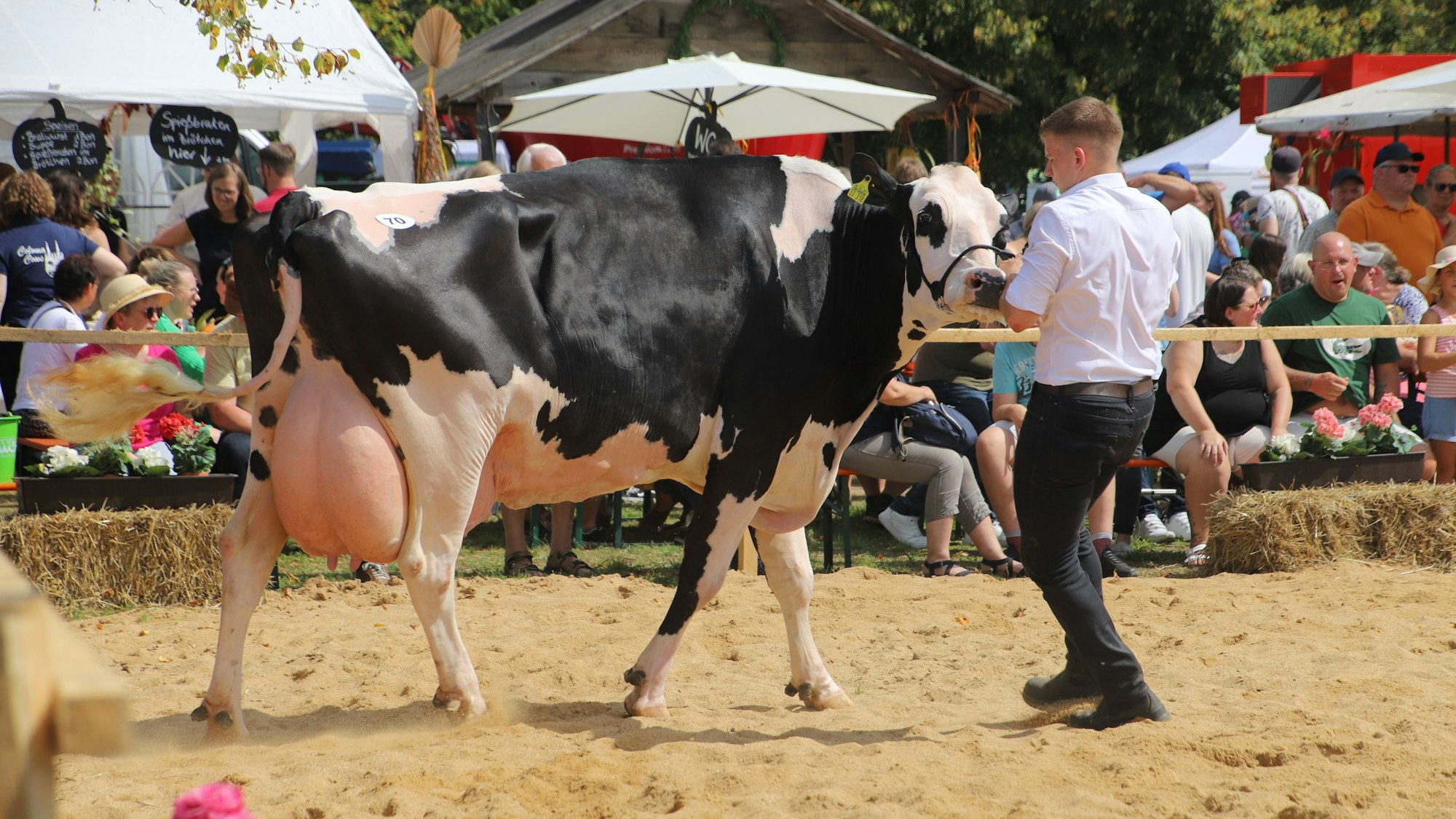Ein Mann führt eine schwarz-weiße Kuh während der Kreistierschau über eine Sandfläche.