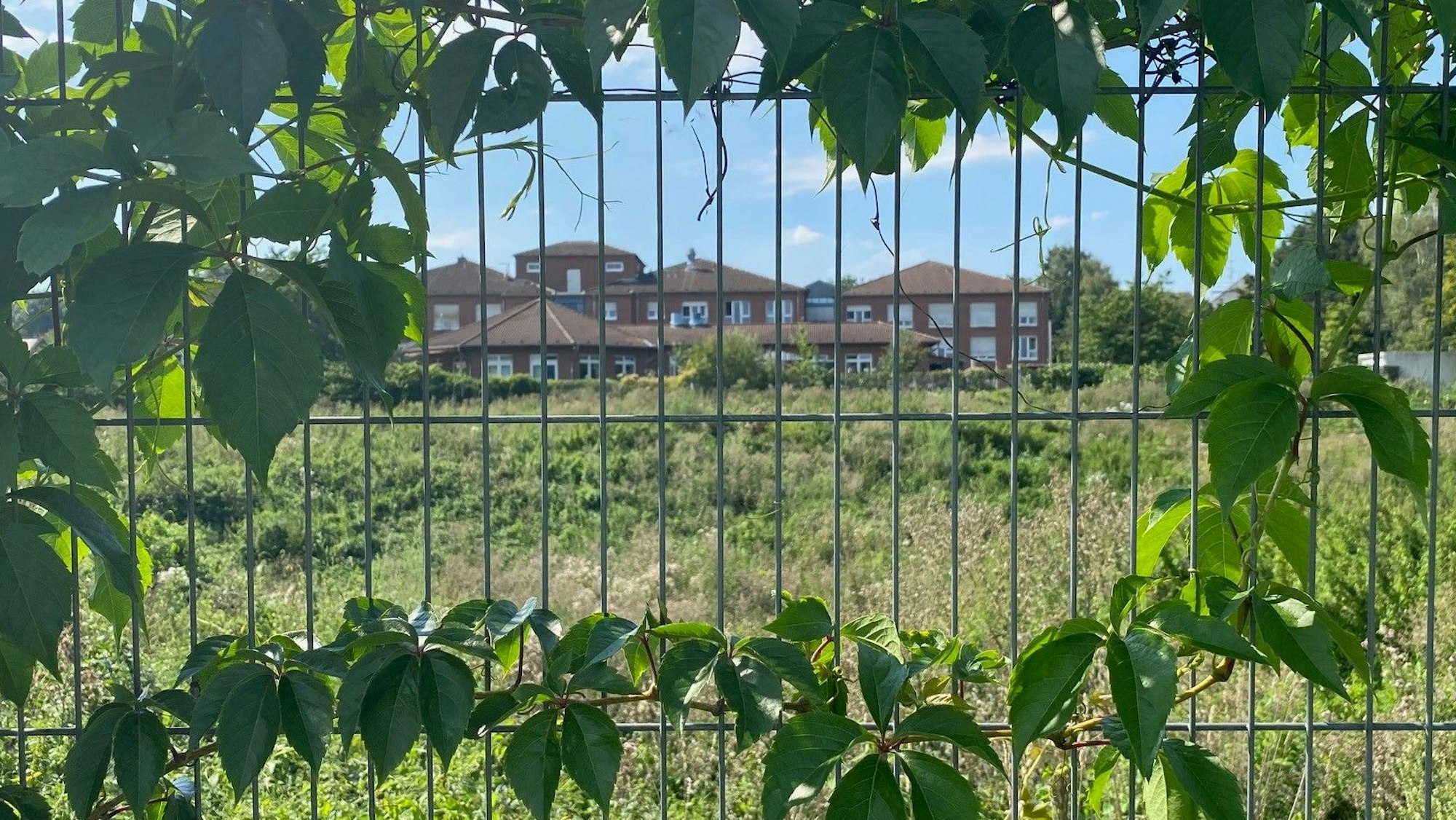 Zu sehen ist ein von Ranken überwachsener Bauzaun, der die grüne Brache eingrenzt, auf der die neue Feuerwache entstehen soll. Im Hintergrund steht das Seniorenheim Johannesstift.