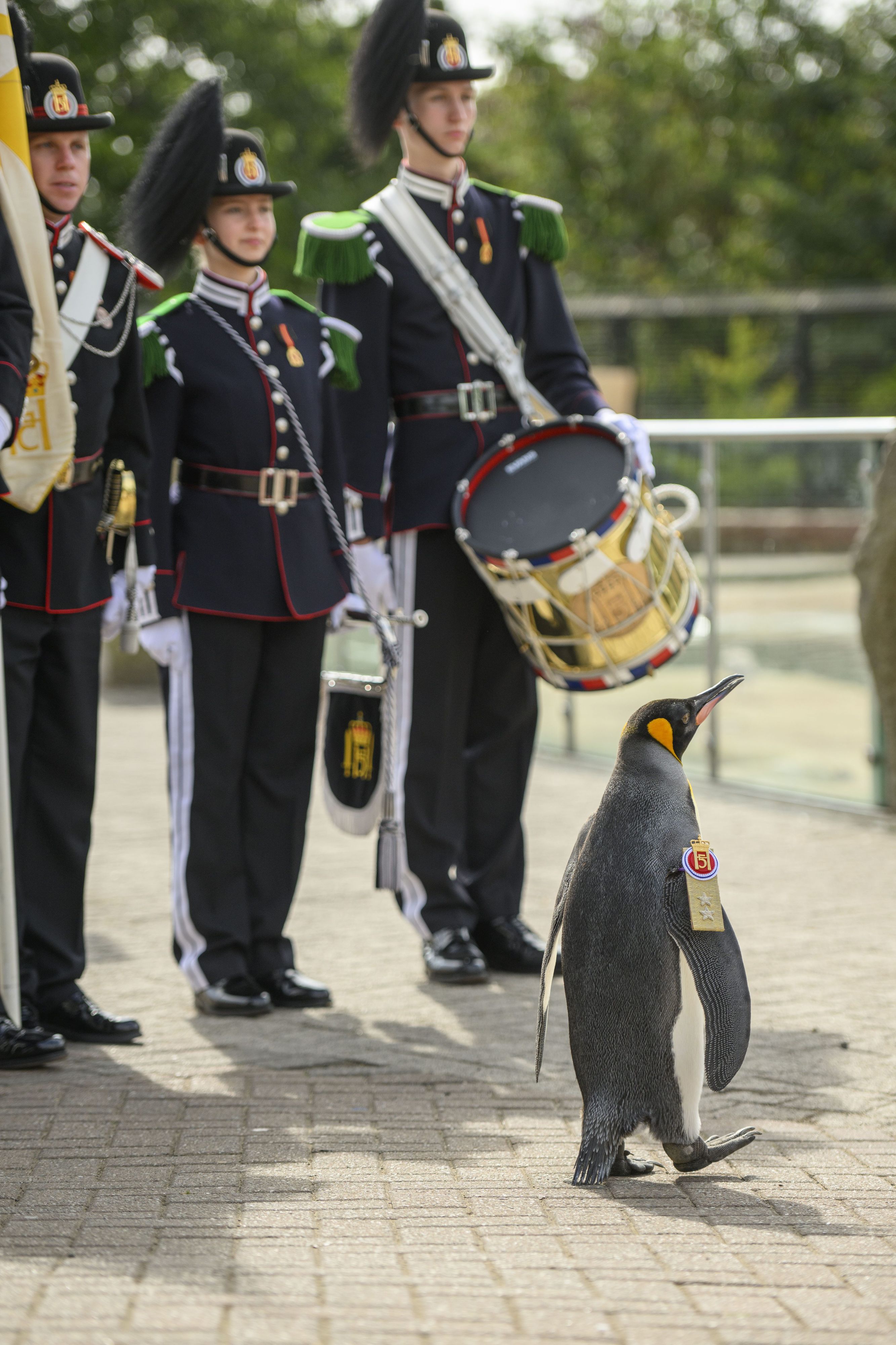 Ein Königspinguin watschelt vor uniformierten Menschen entlang.