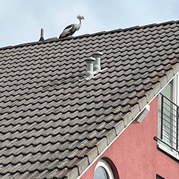 Der Kronenkranich auf dem Hausdach.