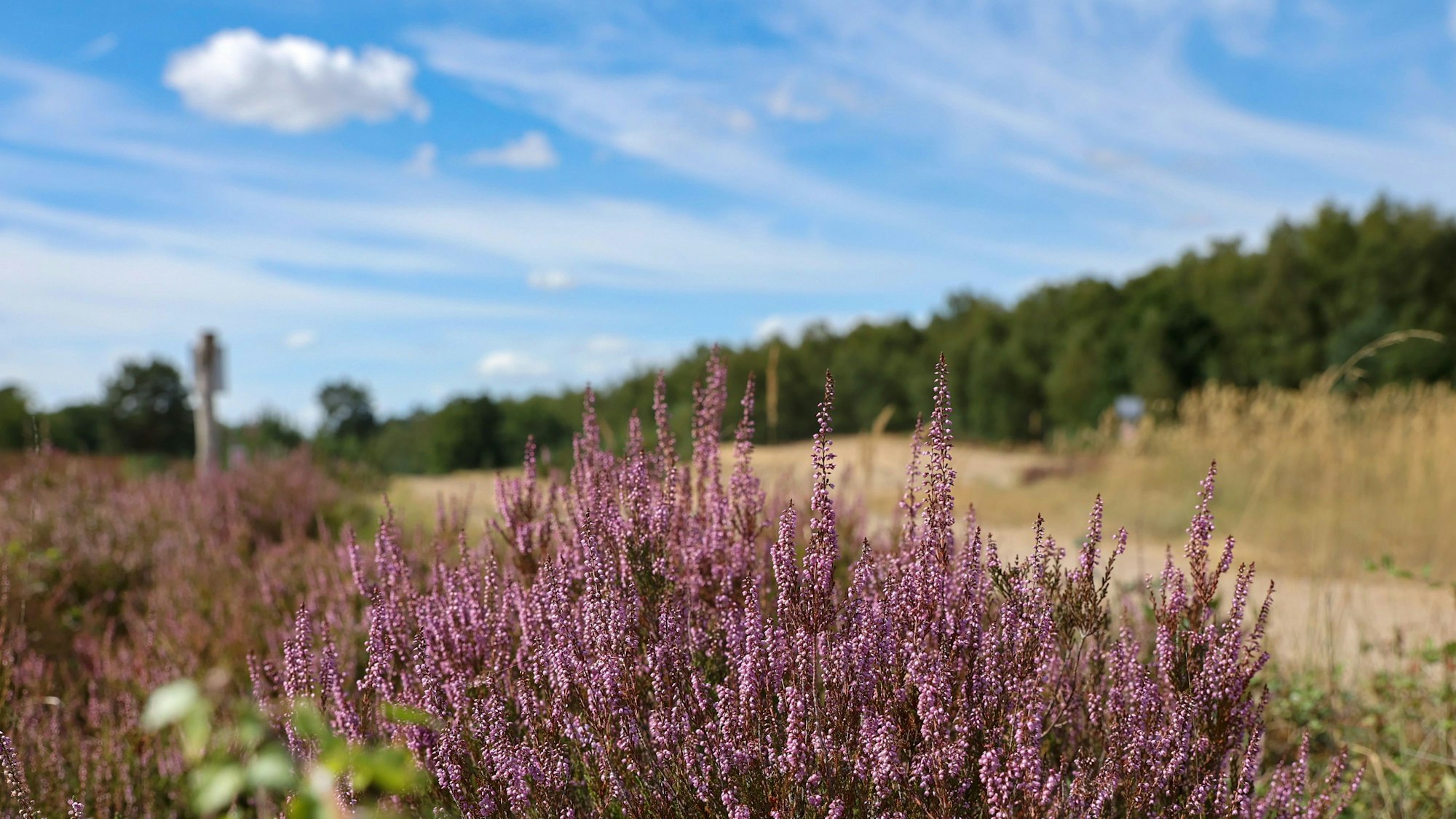 Blühendes Heidekraut in der Wahner Heide