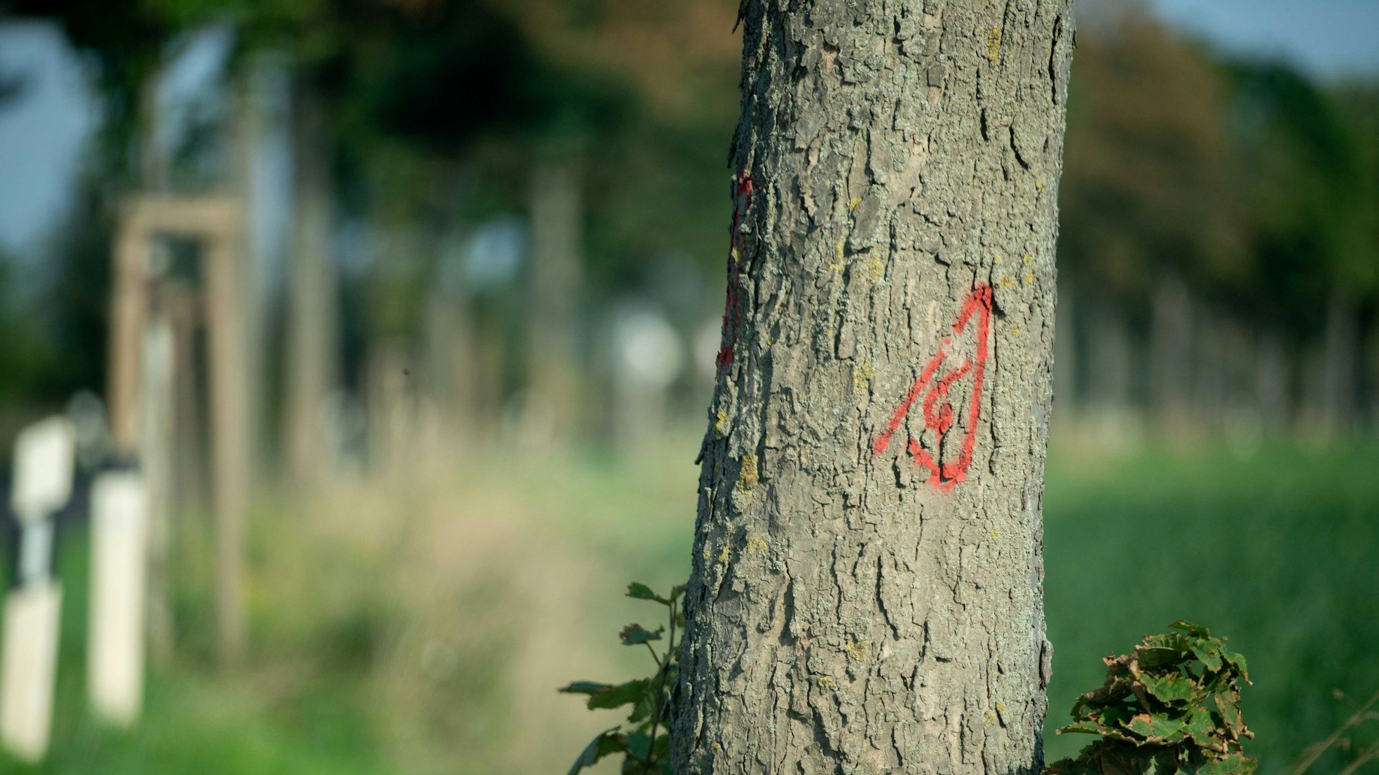 Das Bild zeigt einen Baum an der K3, der mit roter Farbe markiert worden ist. Er muss gefällt werden.