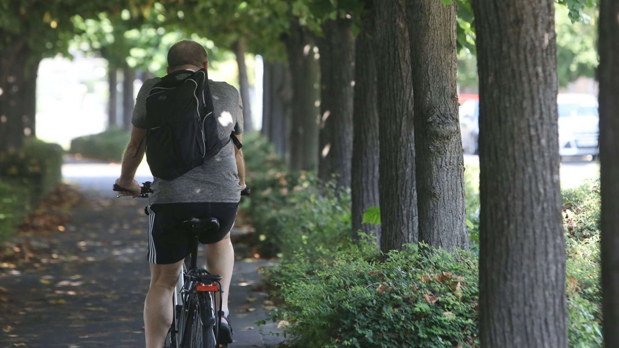 Ein Radfahrer fährt durch die Lindenallee auf der Rheinpromenade in Königswinter.