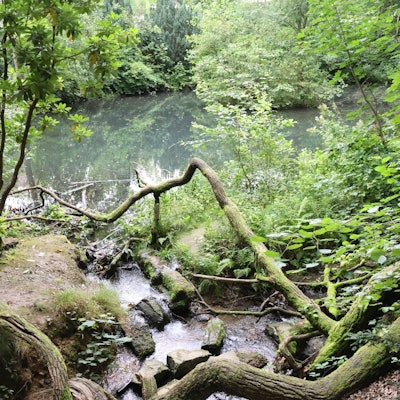 Blick auf das Wasser des Entenweihers: Mit dem Teich im Wiedenhofpark verbinden viele Waldbrölerinnen und Waldbröler schöne Erinnerungen aus der Kindheit. Jetzt sollen das Wasser und seine Umgebung zu einem Lernort unter freiem Himmel aufgewertet werden.