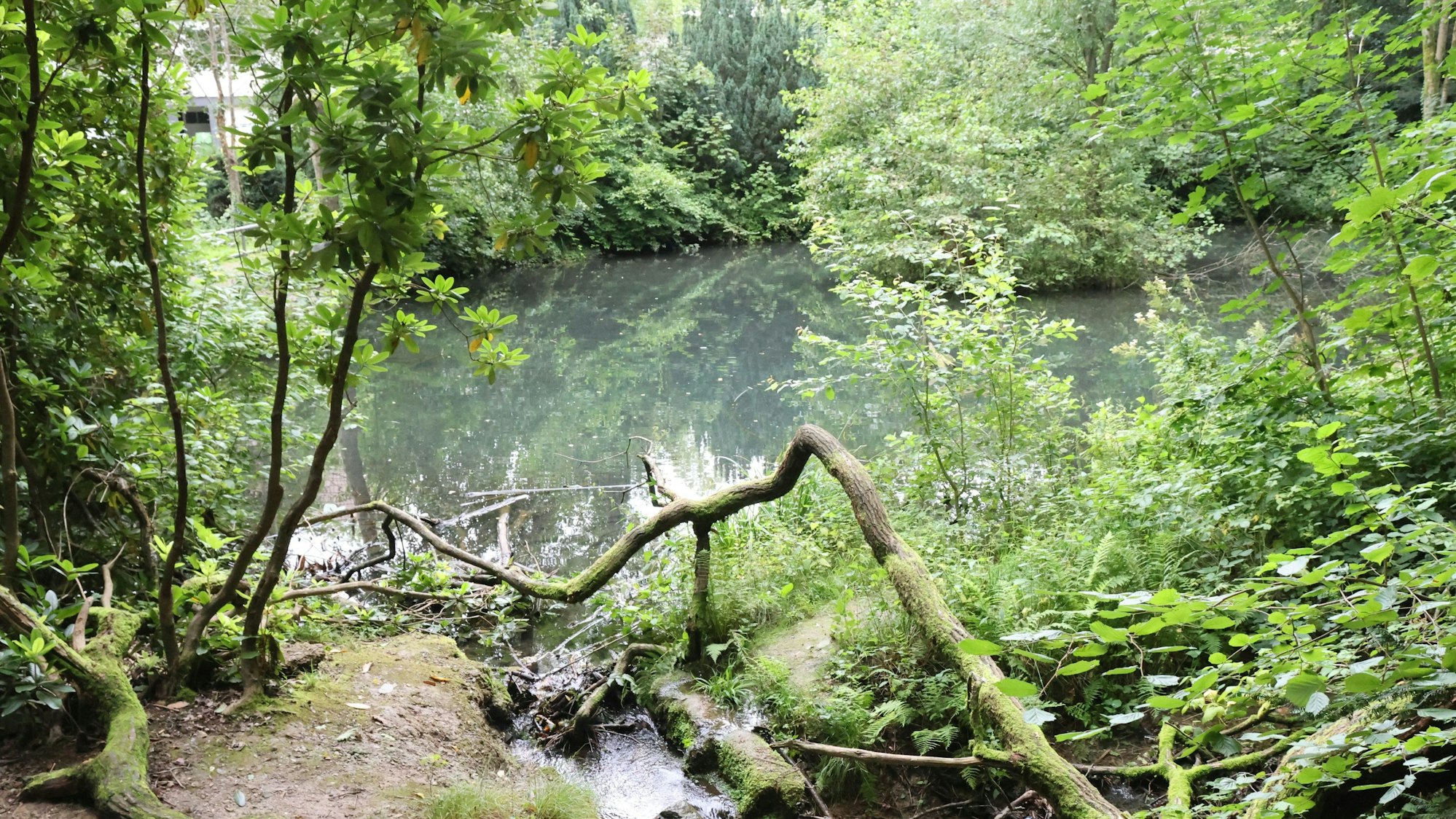Blick auf das Wasser des Entenweihers: Mit dem Teich im Wiedenhofpark verbinden viele Waldbrölerinnen und Waldbröler schöne Erinnerungen aus der Kindheit. Jetzt sollen das Wasser und seine Umgebung zu einem Lernort unter freiem Himmel aufgewertet werden.