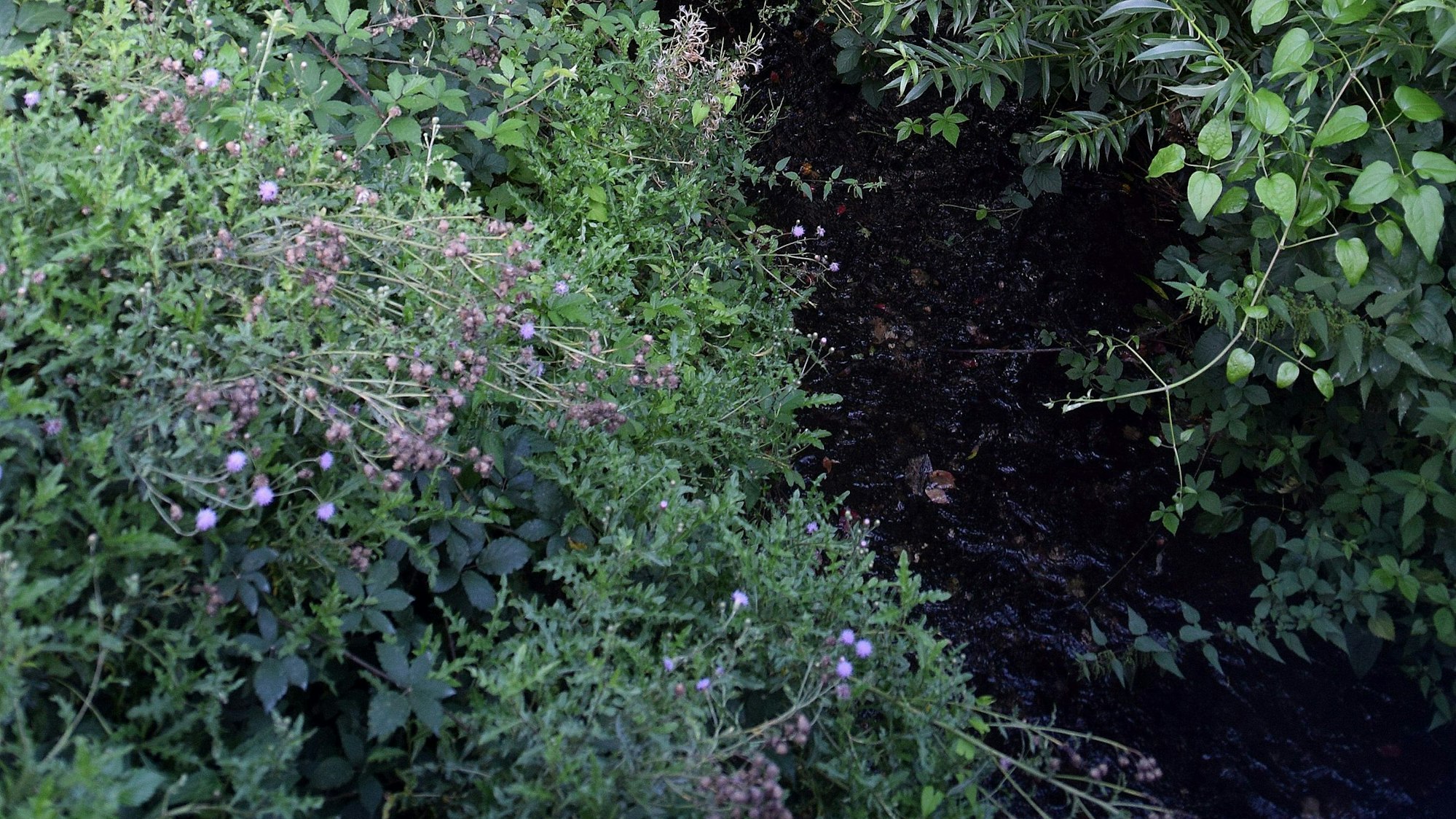 Derzeit plätschert der Hardtbach ruhig vor sich hin, wie hier am Alma-Gewerbepark in Oedekoven.