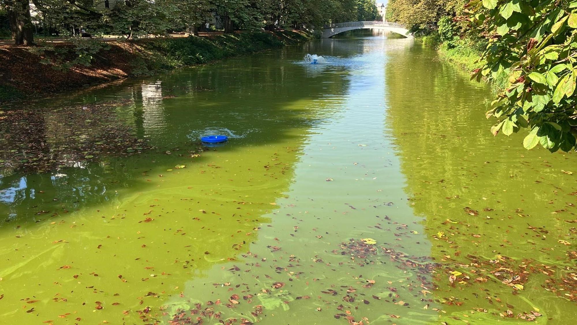 Der Clarenbachkanal ist voll mit Blaualgen.