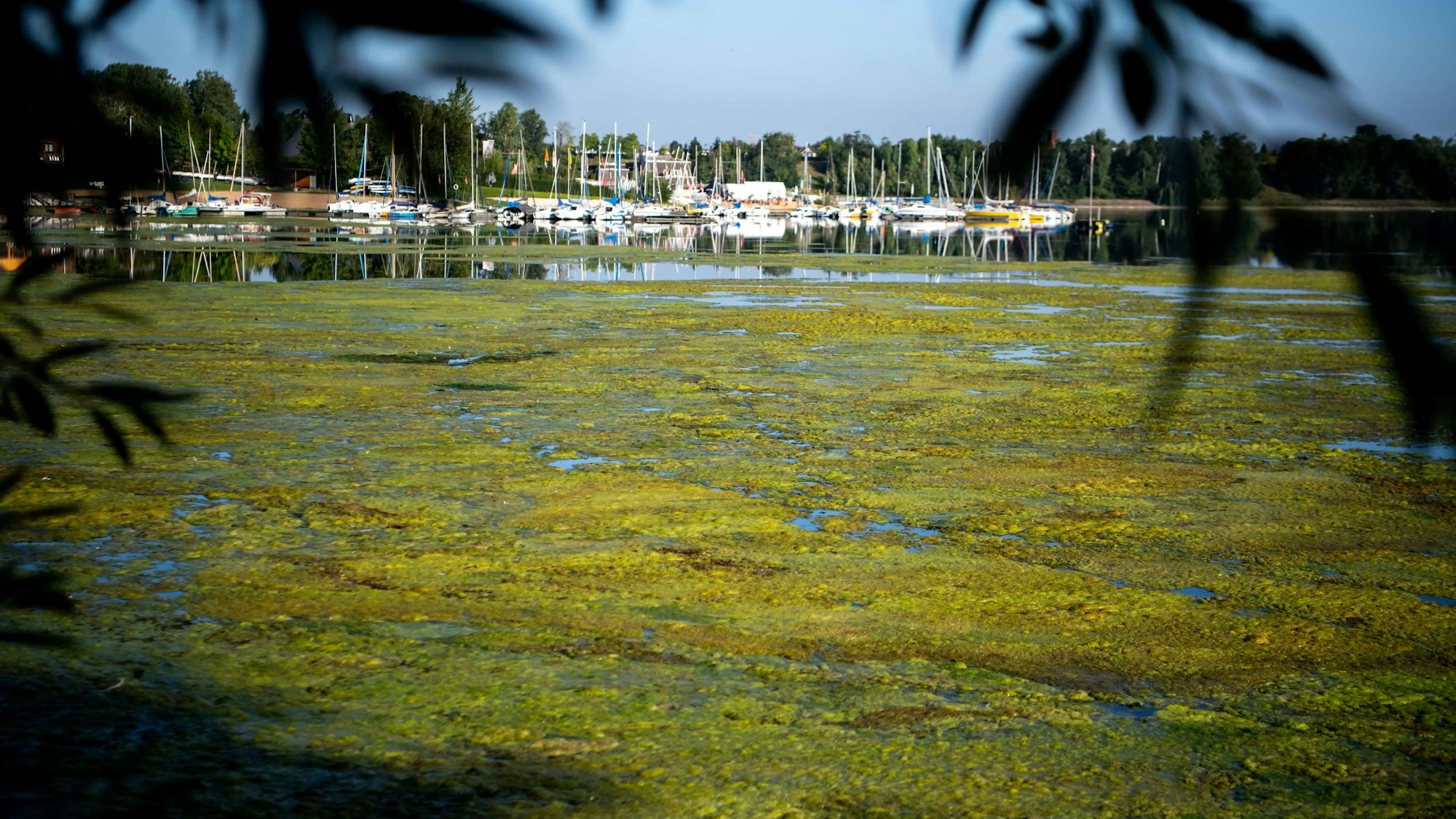 Das Bild zeigt den Bereich des Zülpicher Sees, der mit Algen bedeckt ist.