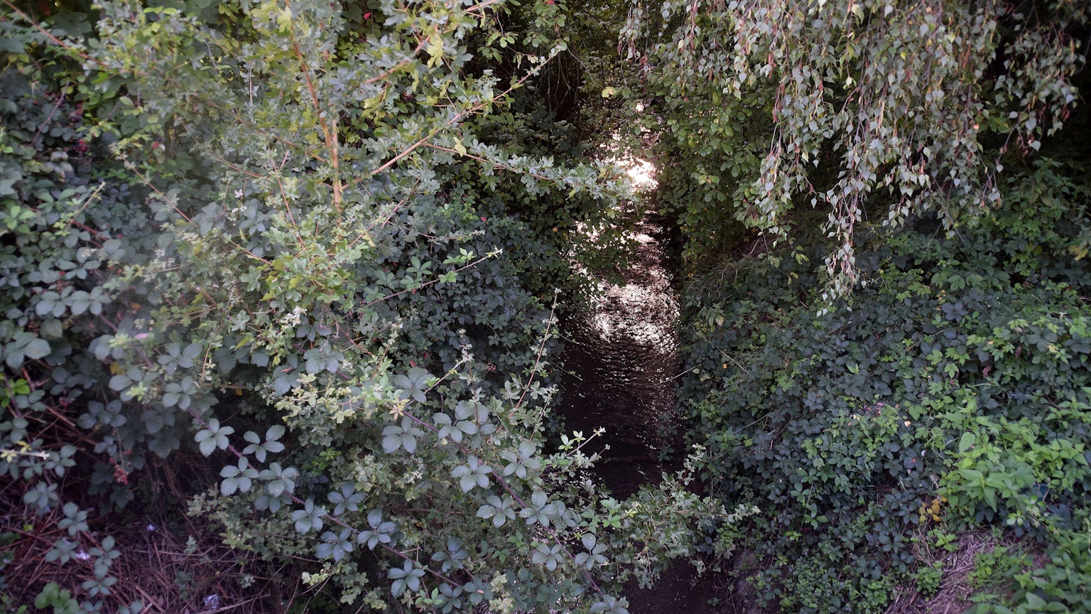 Derzeit plätschert der Hardtbach ruhig vor sich hin, wie hier am Alma-Gewerbepark in Oedekoven.