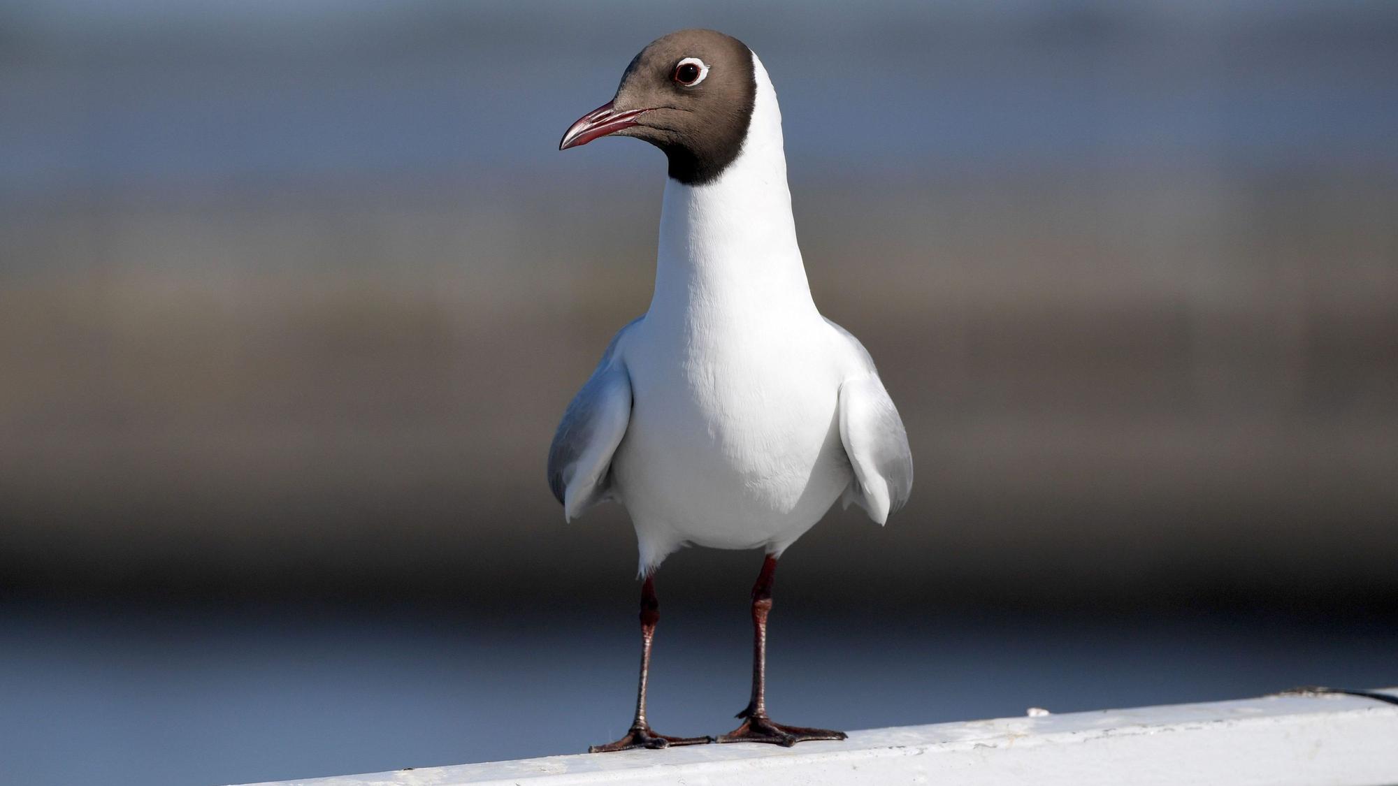 ARCHIV - 29.05.2020, Schleswig-Holstein, Wesselburen: Eine Lachmöwe steht auf einem Geländer in der Nähe des Eider-Sperrwerkes. Wegen der Vogelgrippe greift Finnland auf Pelztierfarmen durch und lässt Zehntausende Tiere töten. Die dortigen Ausbrüche könnten bestimmte Anpassungen des Virus begünstigen.(zu dpa "Vogelgrippe auf finnischen Pelztierfarmen - direkte Übertragung?") Foto: Carsten Rehder/dpa +++ dpa-Bildfunk +++