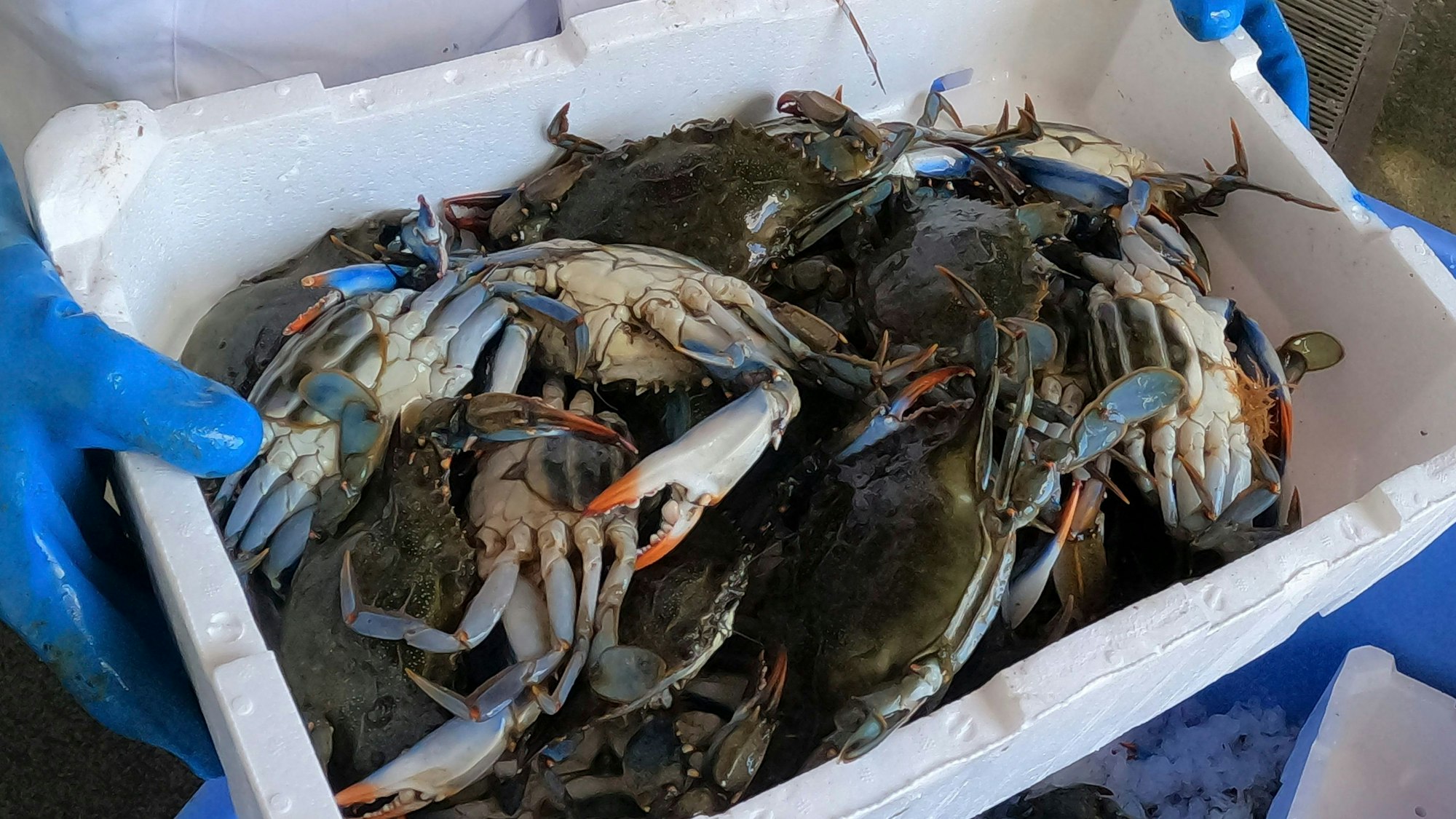 Ein Mann hält mit blauen Handschuhen eine Box mit Blaukrabben in der Hand. Die Tiere