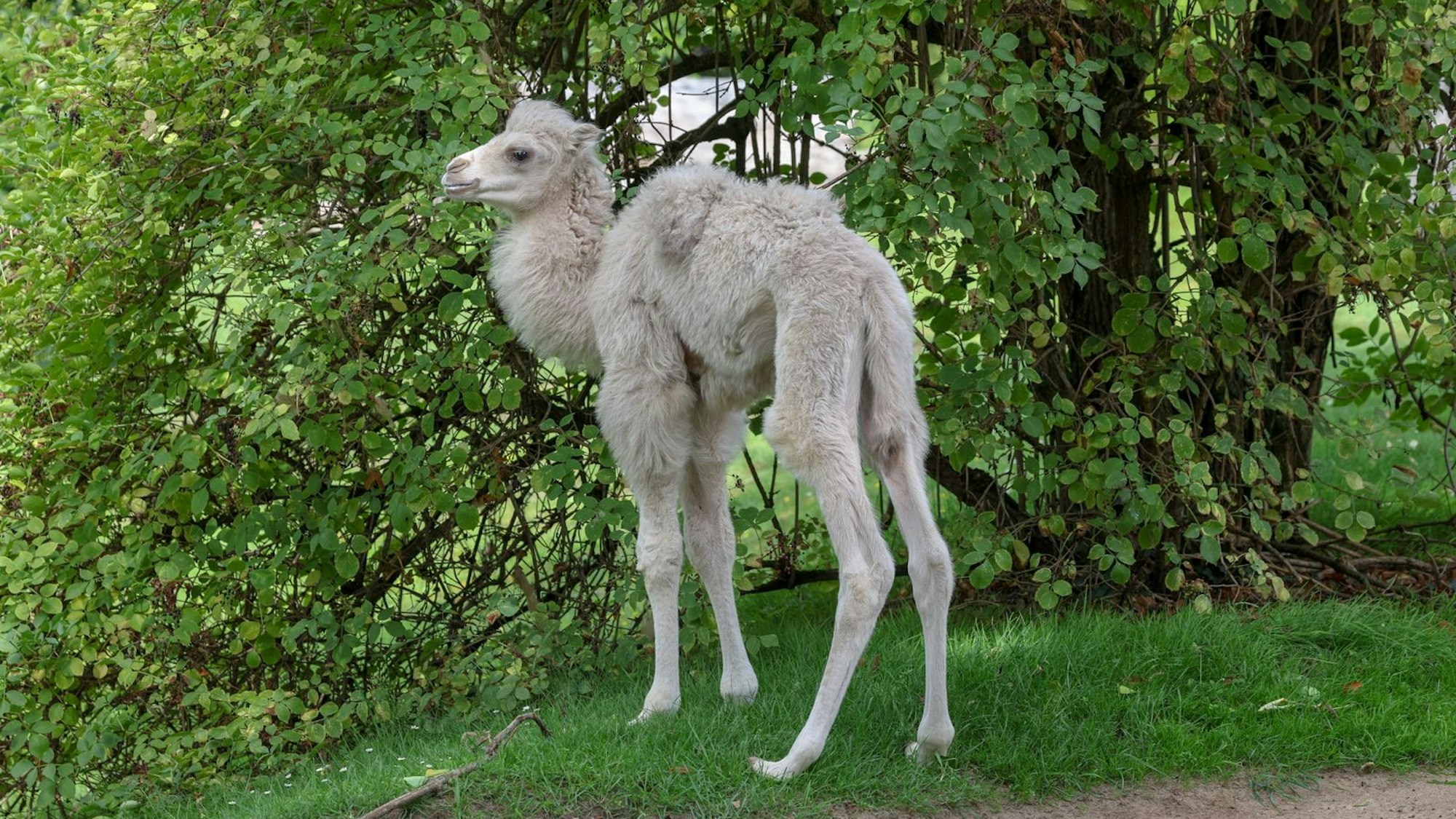 Ein langbeiniges Fohlen mit strahlend weißem Fell steht vor einer grünen Hecke.