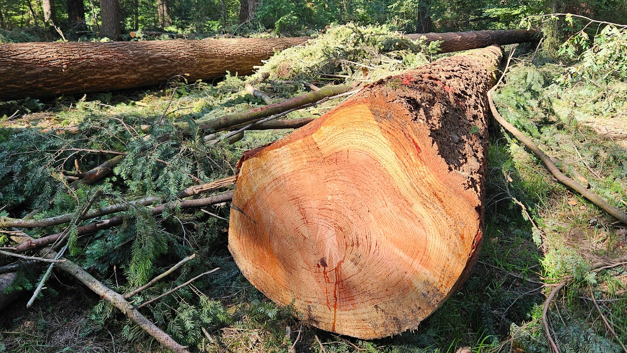 Zu sehen ist ein breiter, abgesägter Baumstamm.