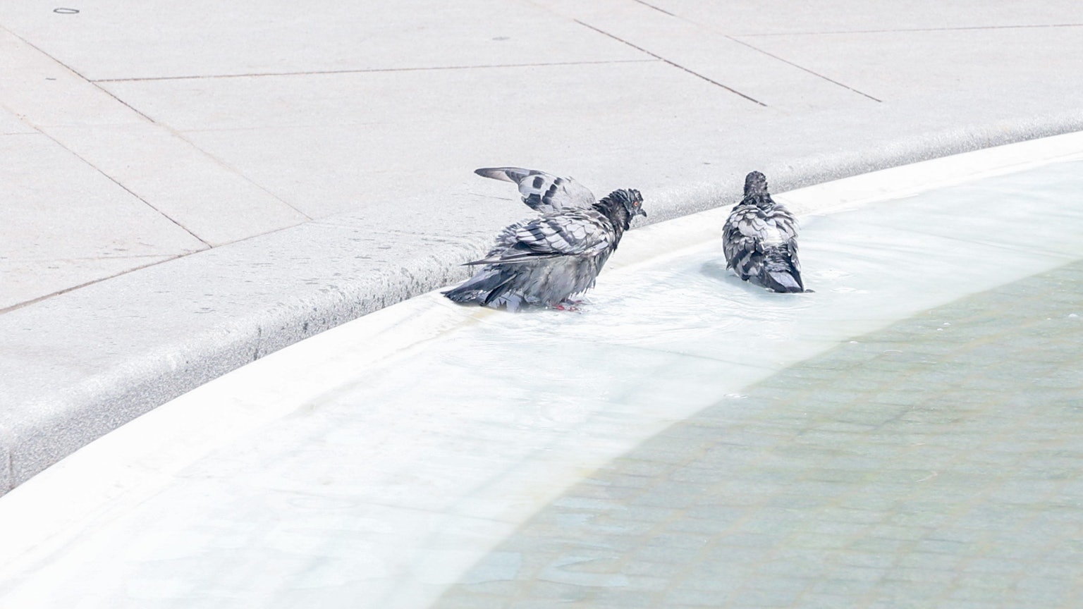 Tauben kühlen sich in einem Brunnen ab.