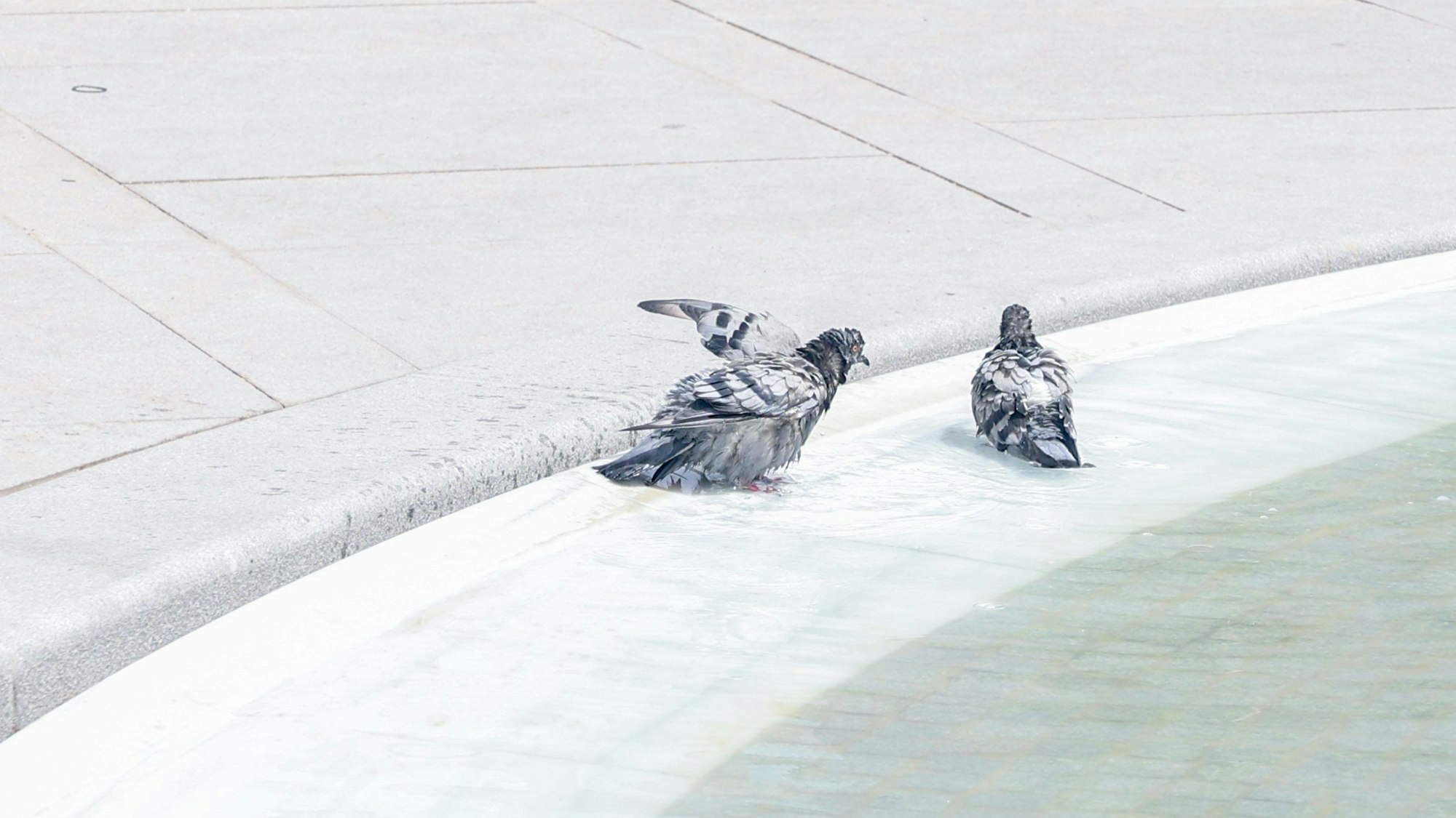 Tauben kühlen sich in einem Brunnen ab.