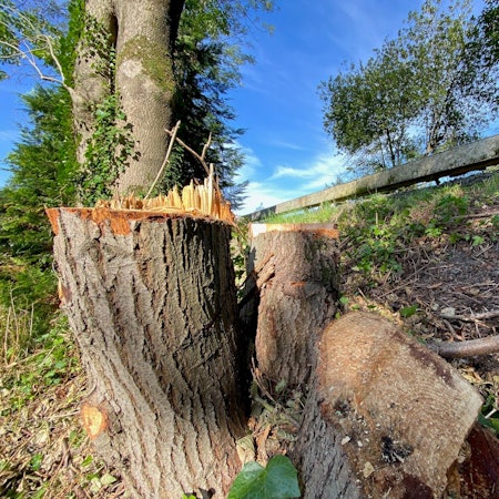 Ein Baumstumpf am Rande des Bahndamms in Engelskirchen-Hardt.