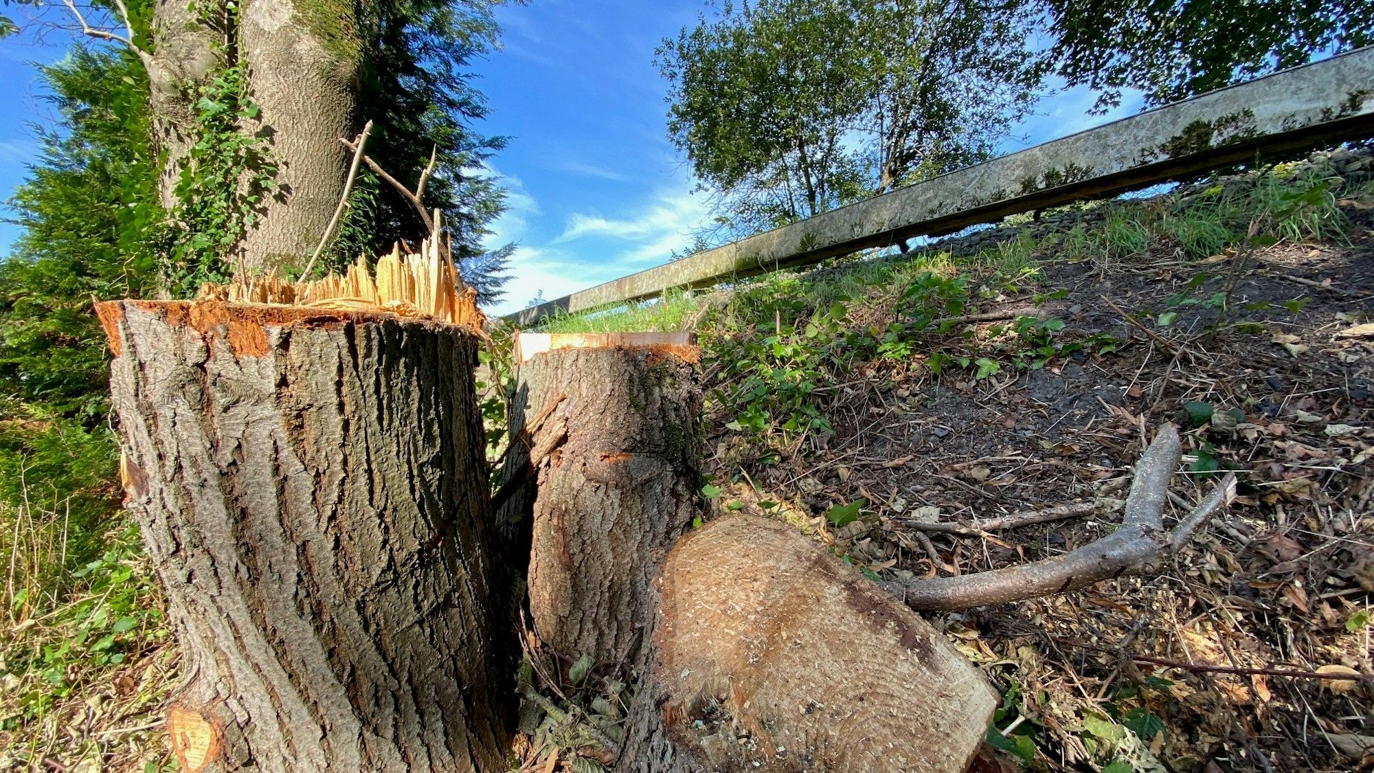 Ein Baumstumpf am Rande des Bahndamms in Engelskirchen-Hardt.