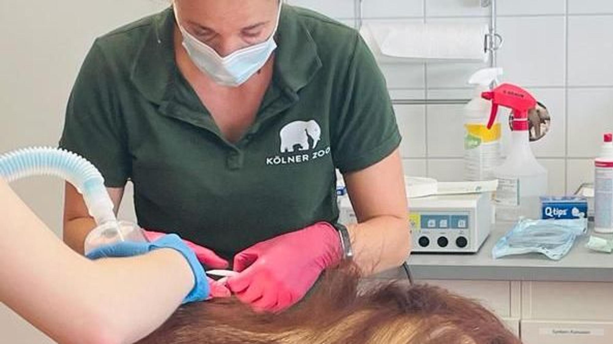 Zoo-Tierärztin Sandra Marcordes bei der OP von Cinta.