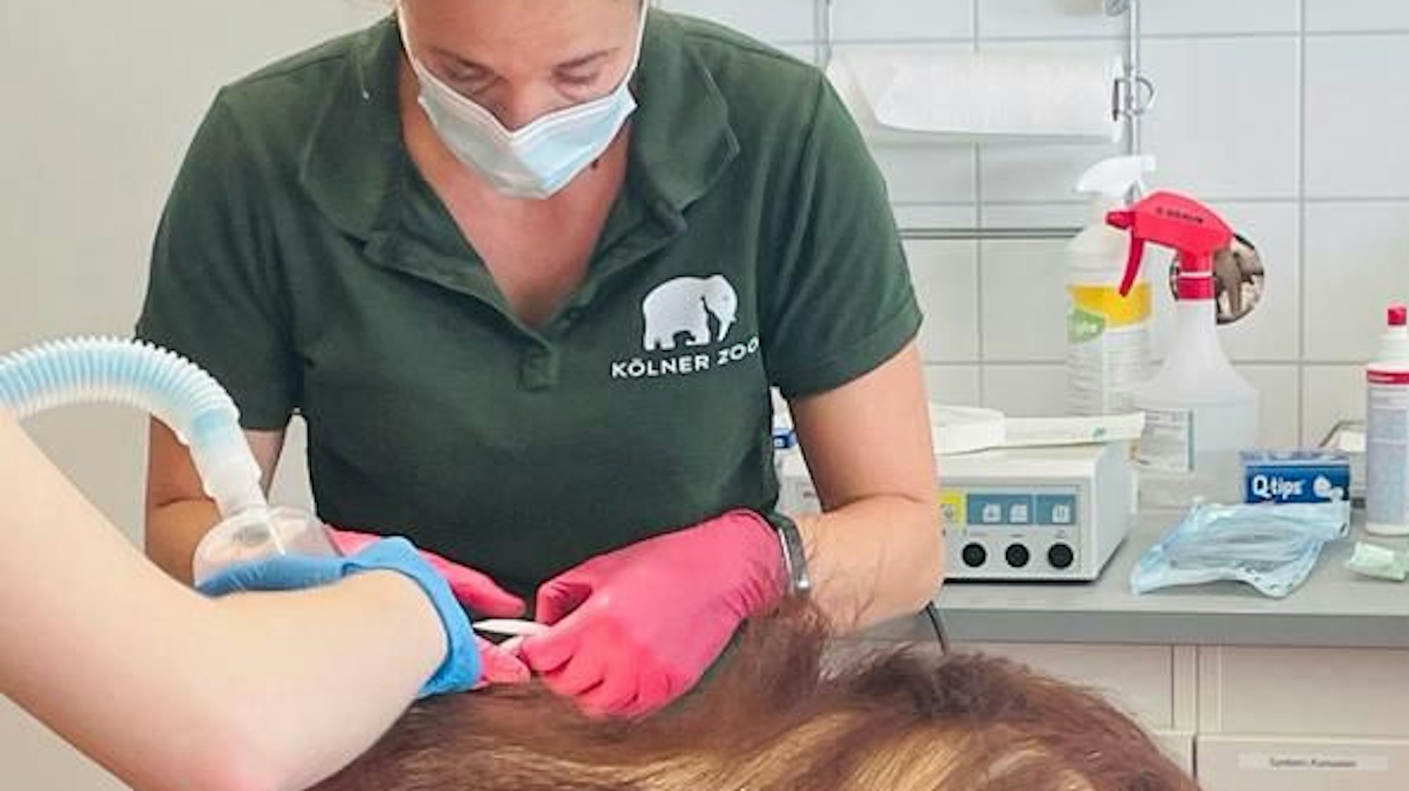 Zoo-Tierärztin Sandra Marcordes bei der OP von Cinta.